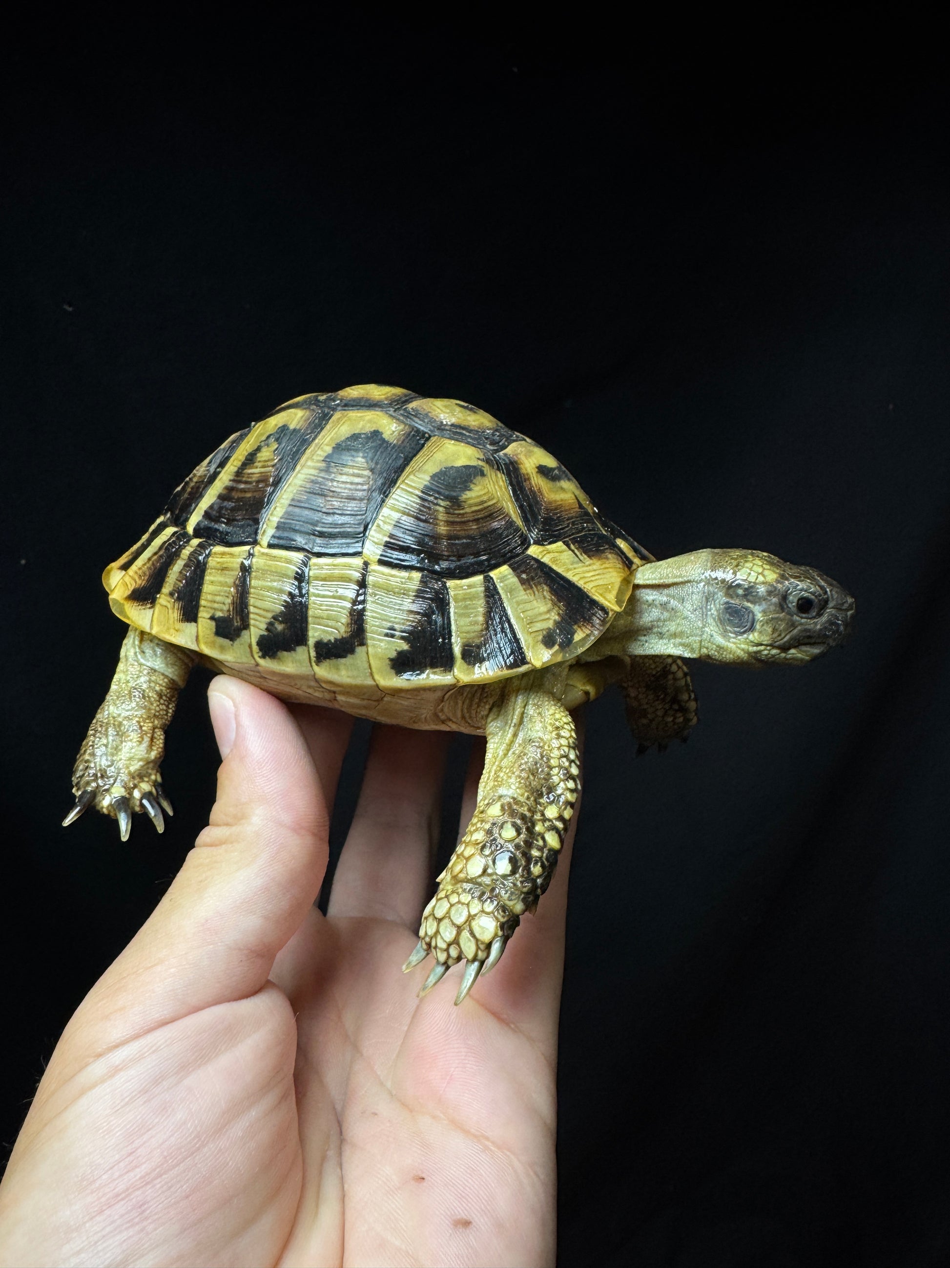 #15 Male USACB Hermann’s Tortoise