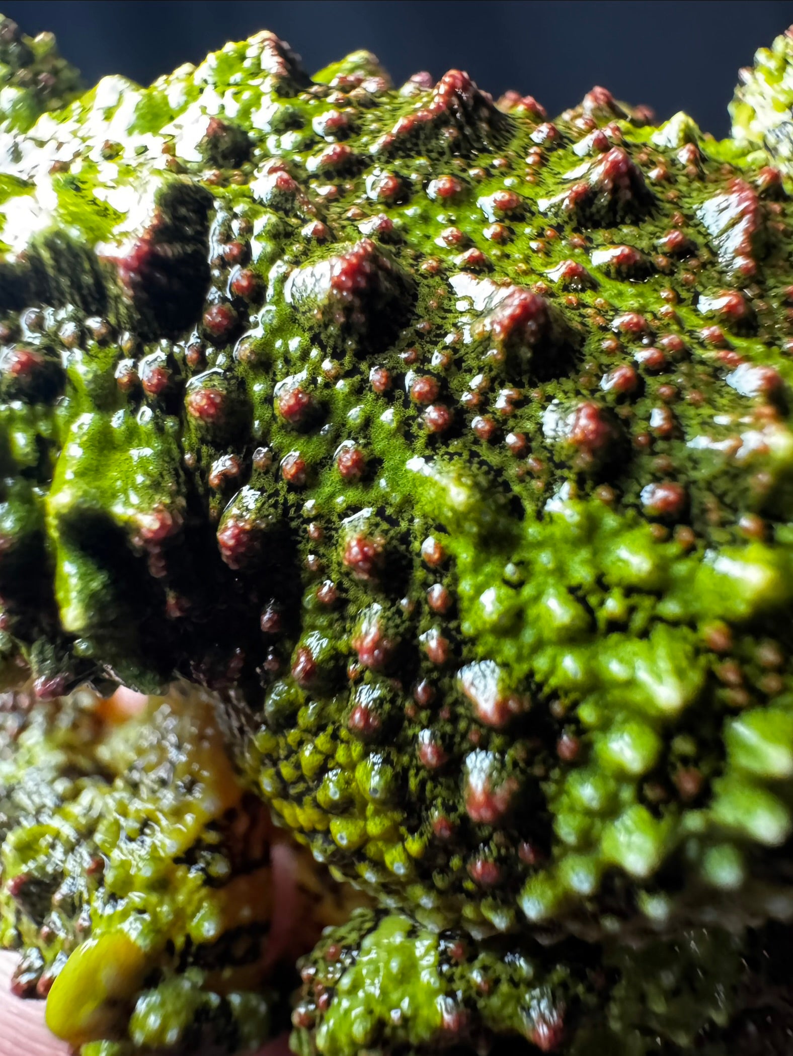 USACB Adult Mossy Frog