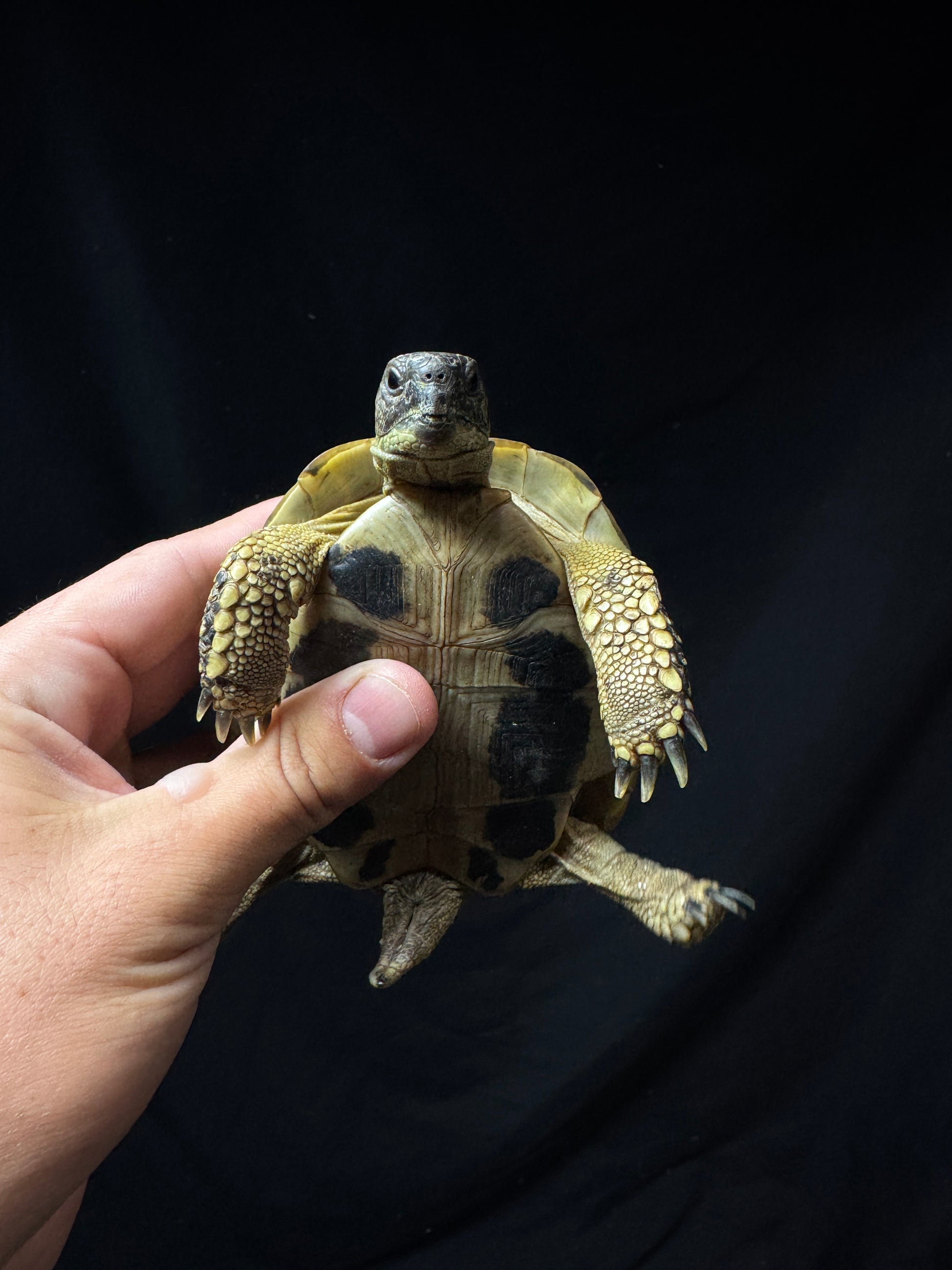 #12 Male USACB Hermann’s Tortoise