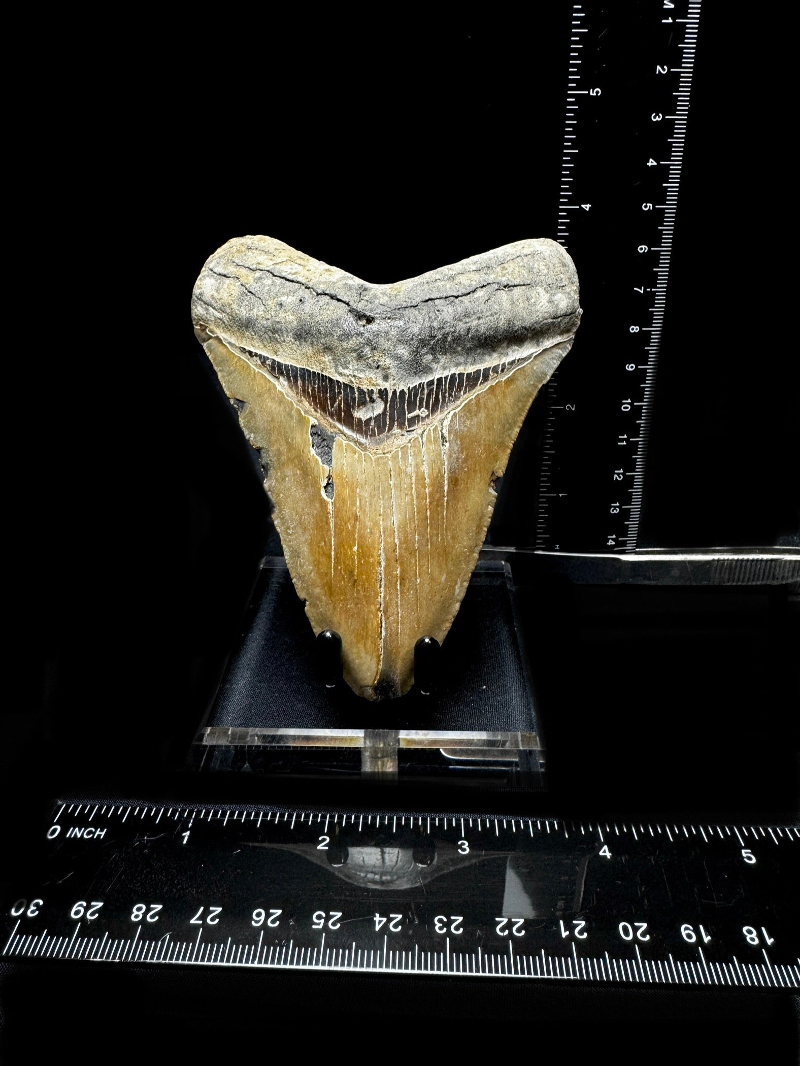 #8 4.5” Meg Tooth