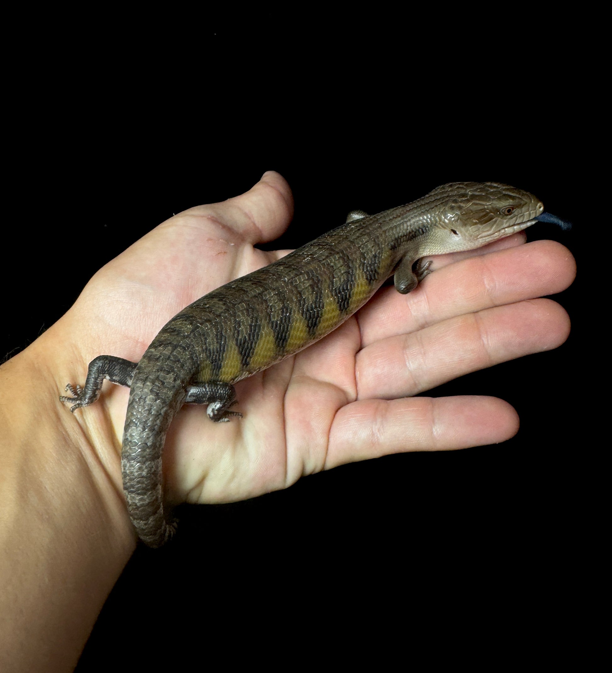 Medium Northern Blue Tongue Skink