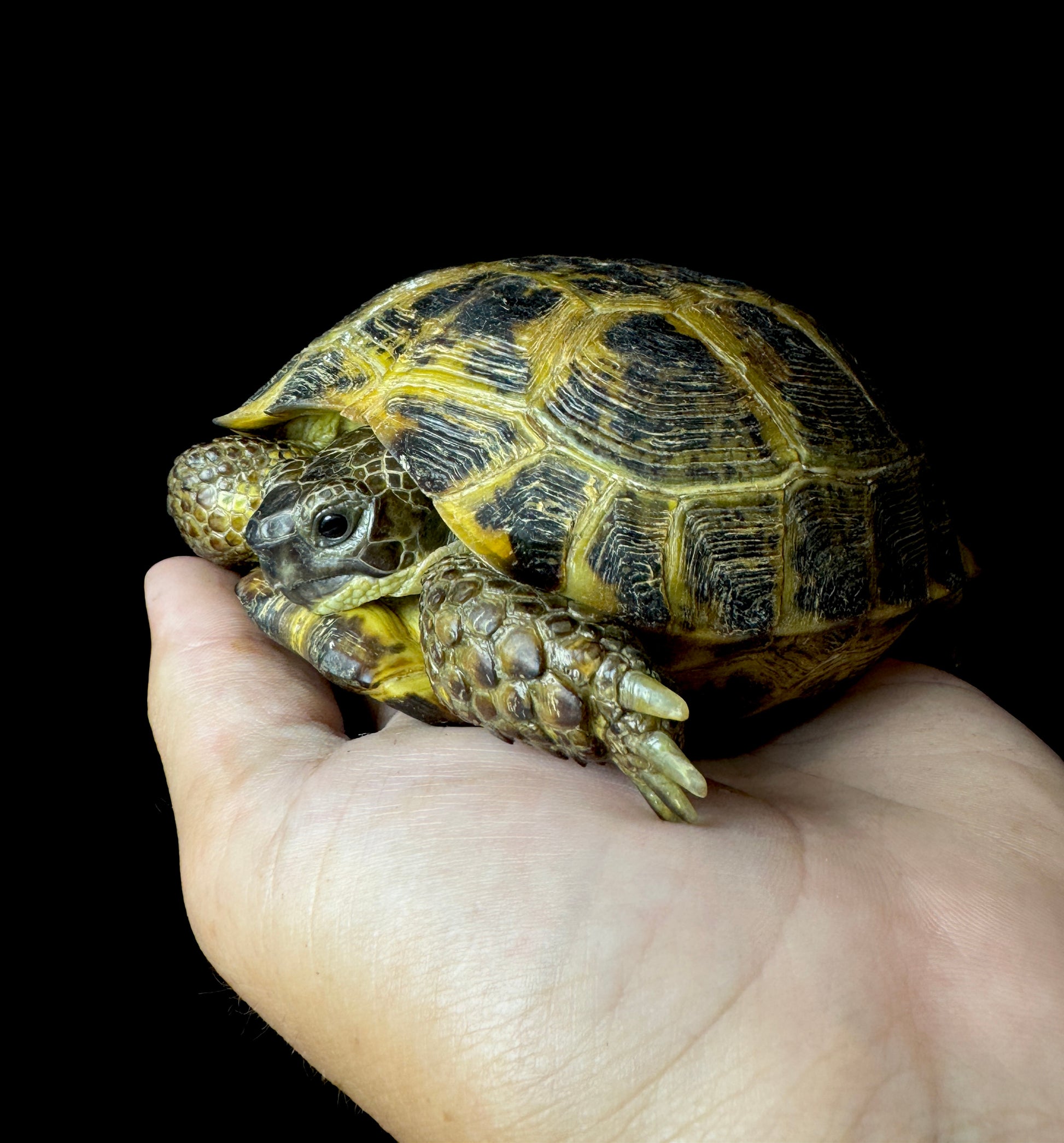 Exact Russian Tortoise Female #4