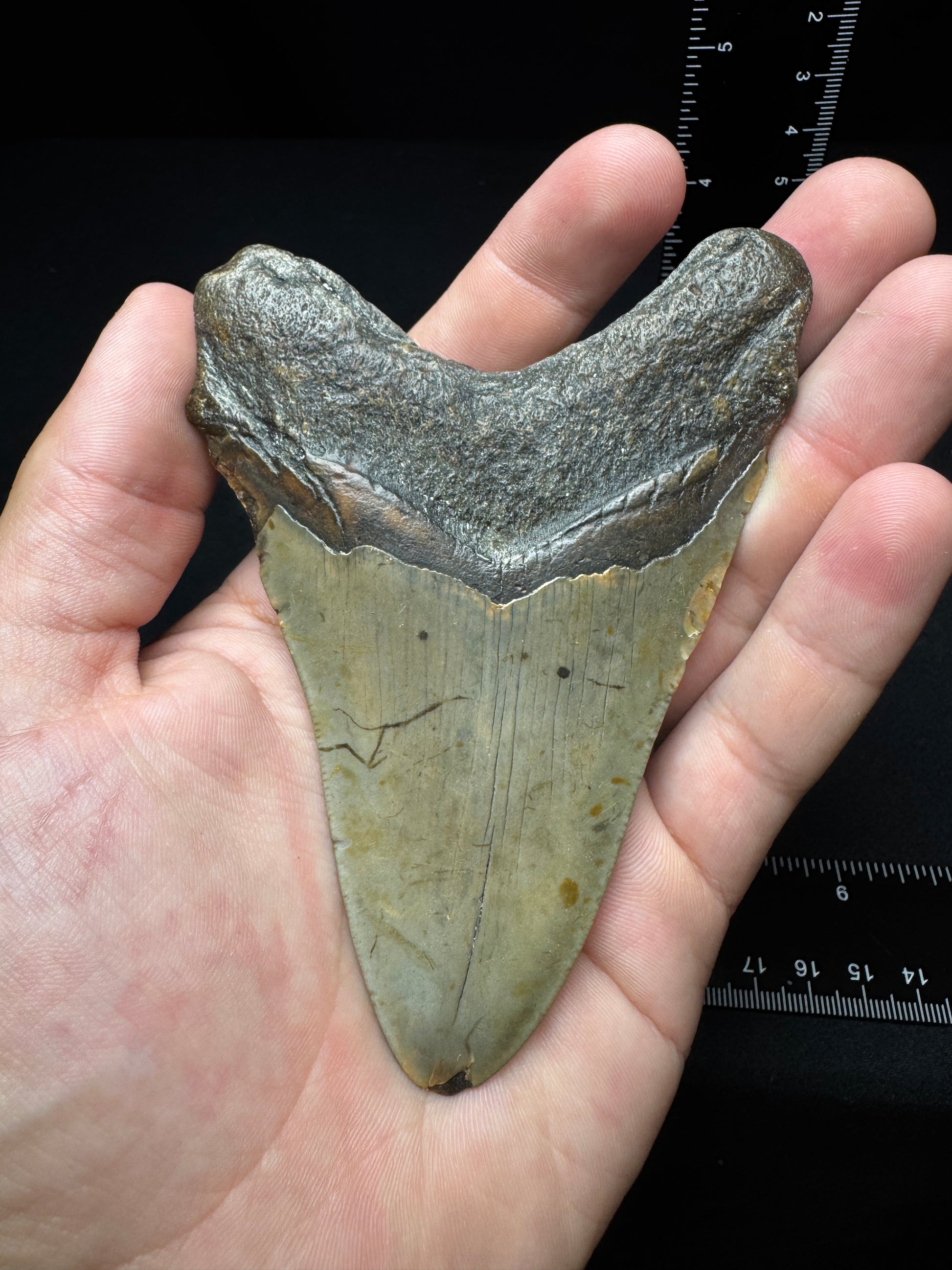 #9 4.25” Meg Tooth