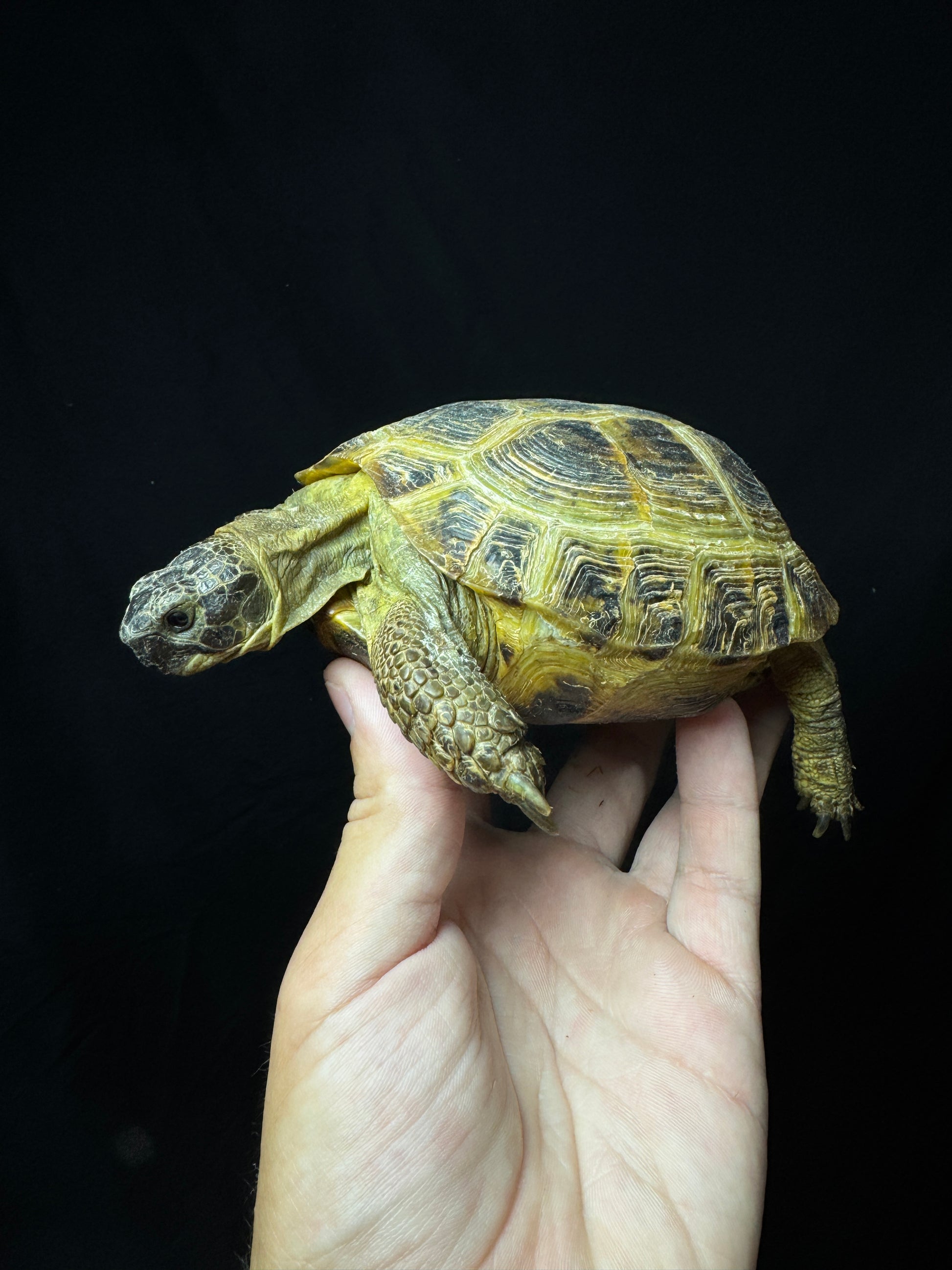 Female Russian Tortoise #22