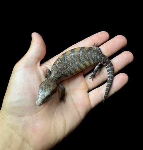 #3 USACB Northern Blue Tongue Skink