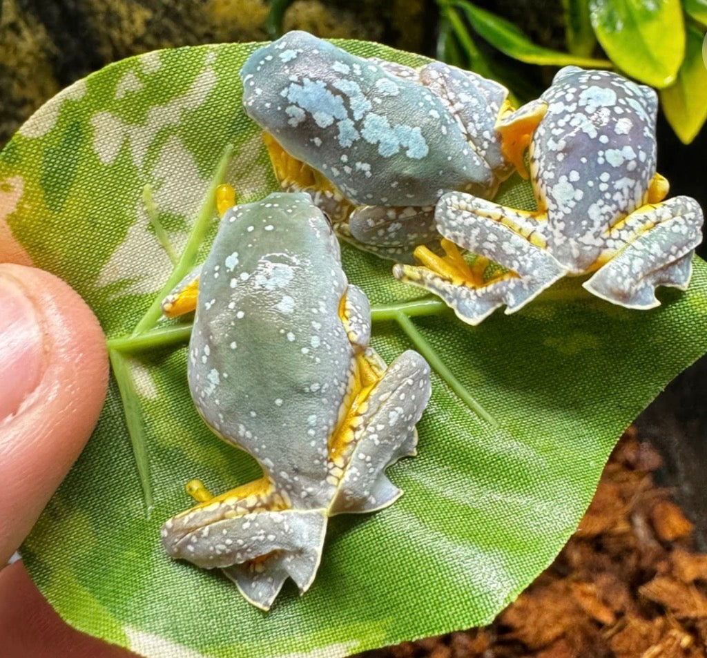 Fringe Frog!