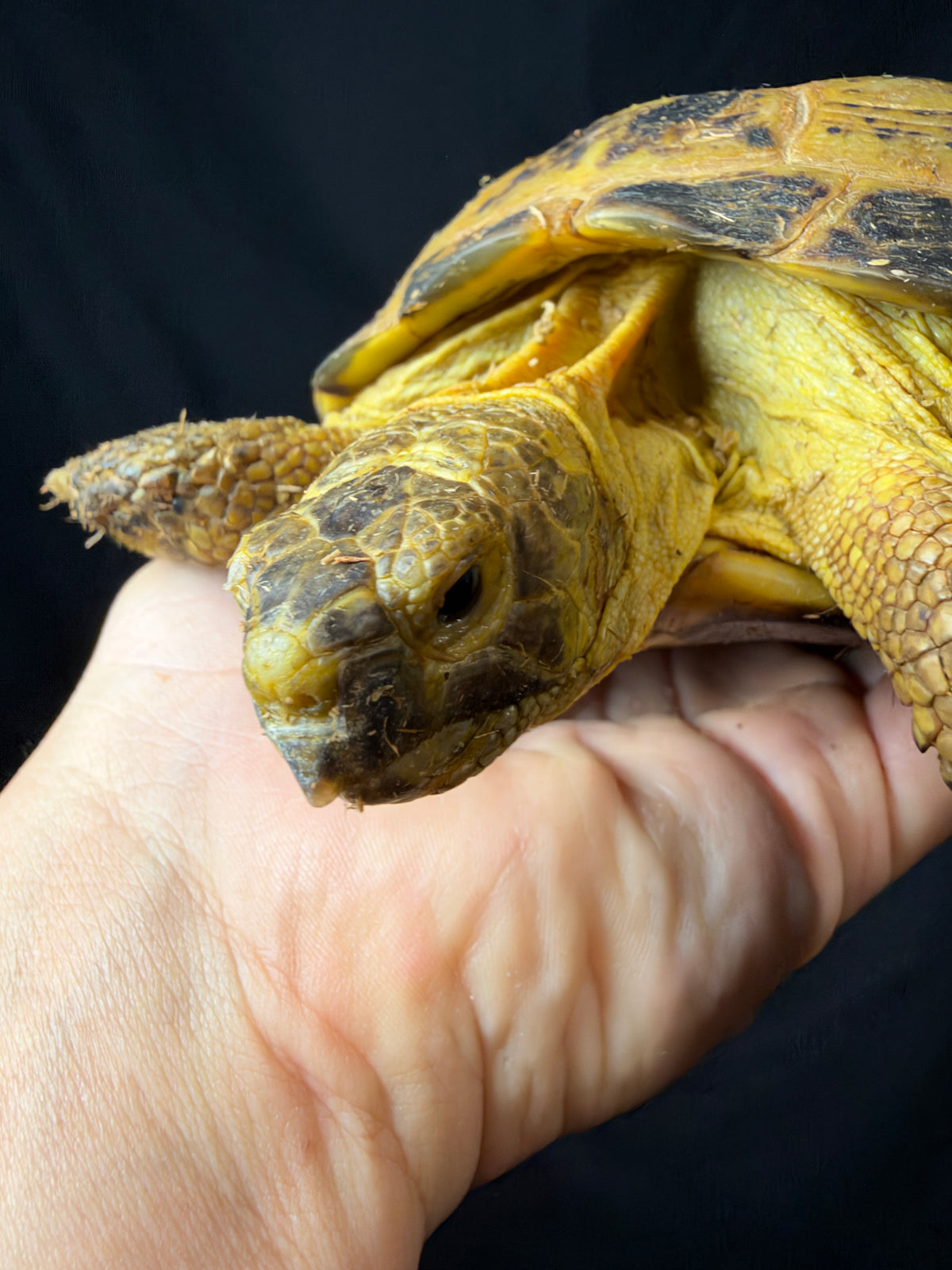 #4 Russian Tortoise Male
