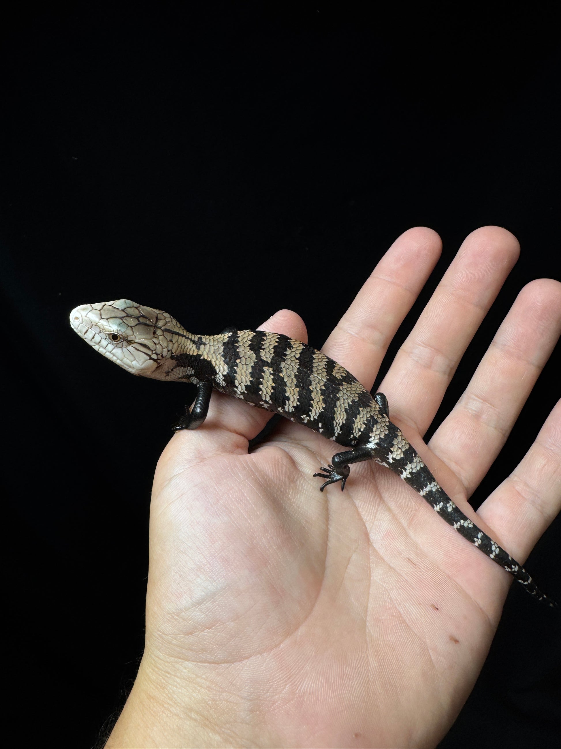 #2 Blue Tongue Skink