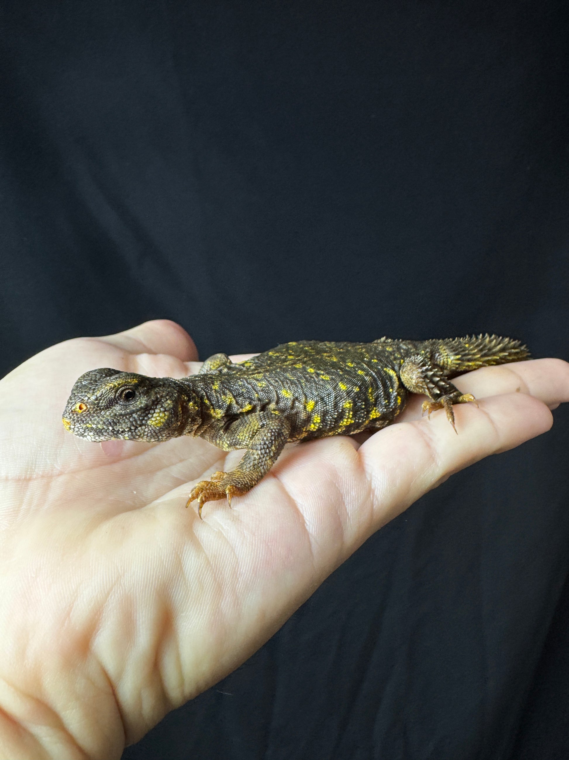 Baby Yellow Uromastyx #2