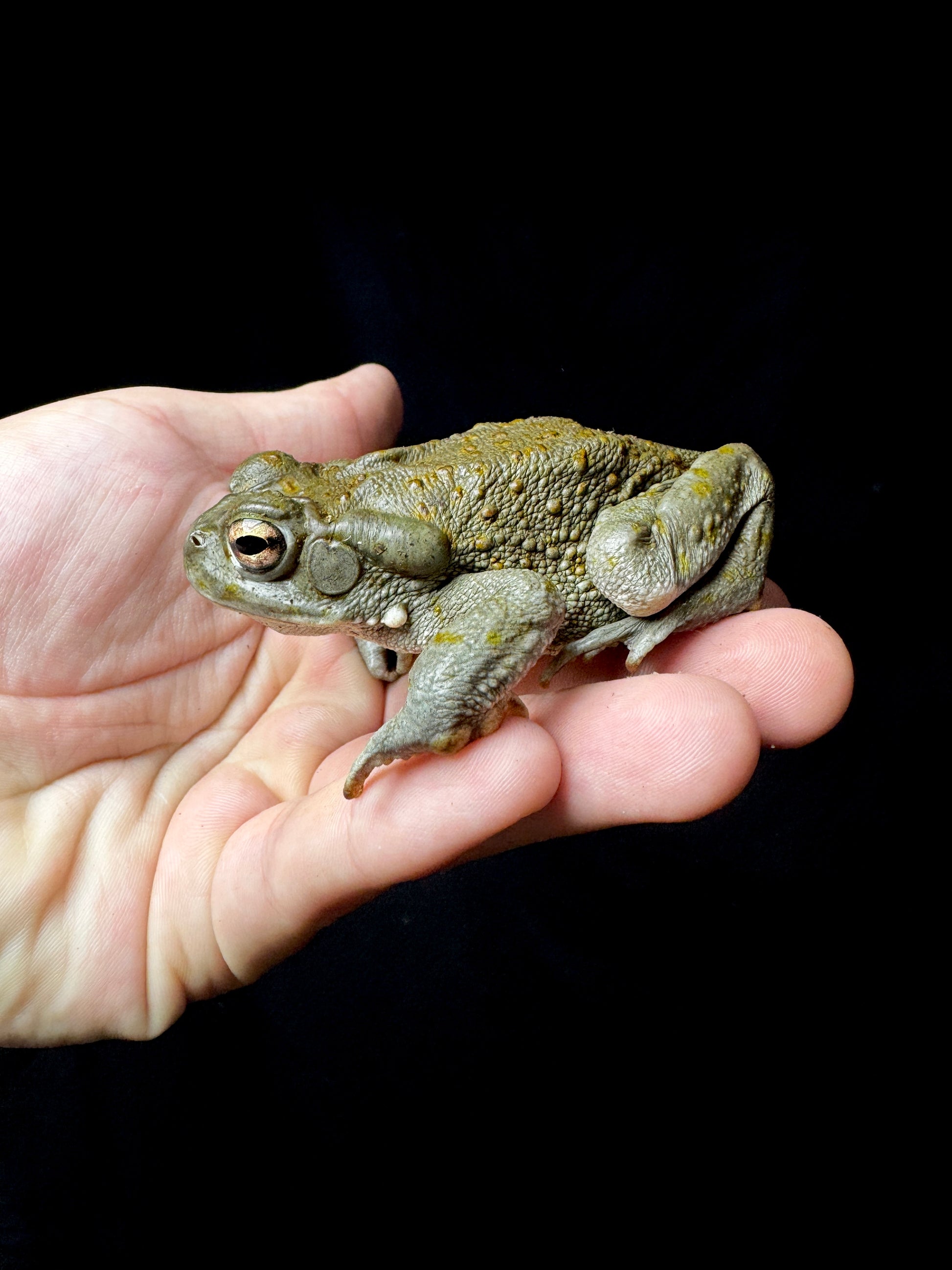 Juvinile Colorado River Toad