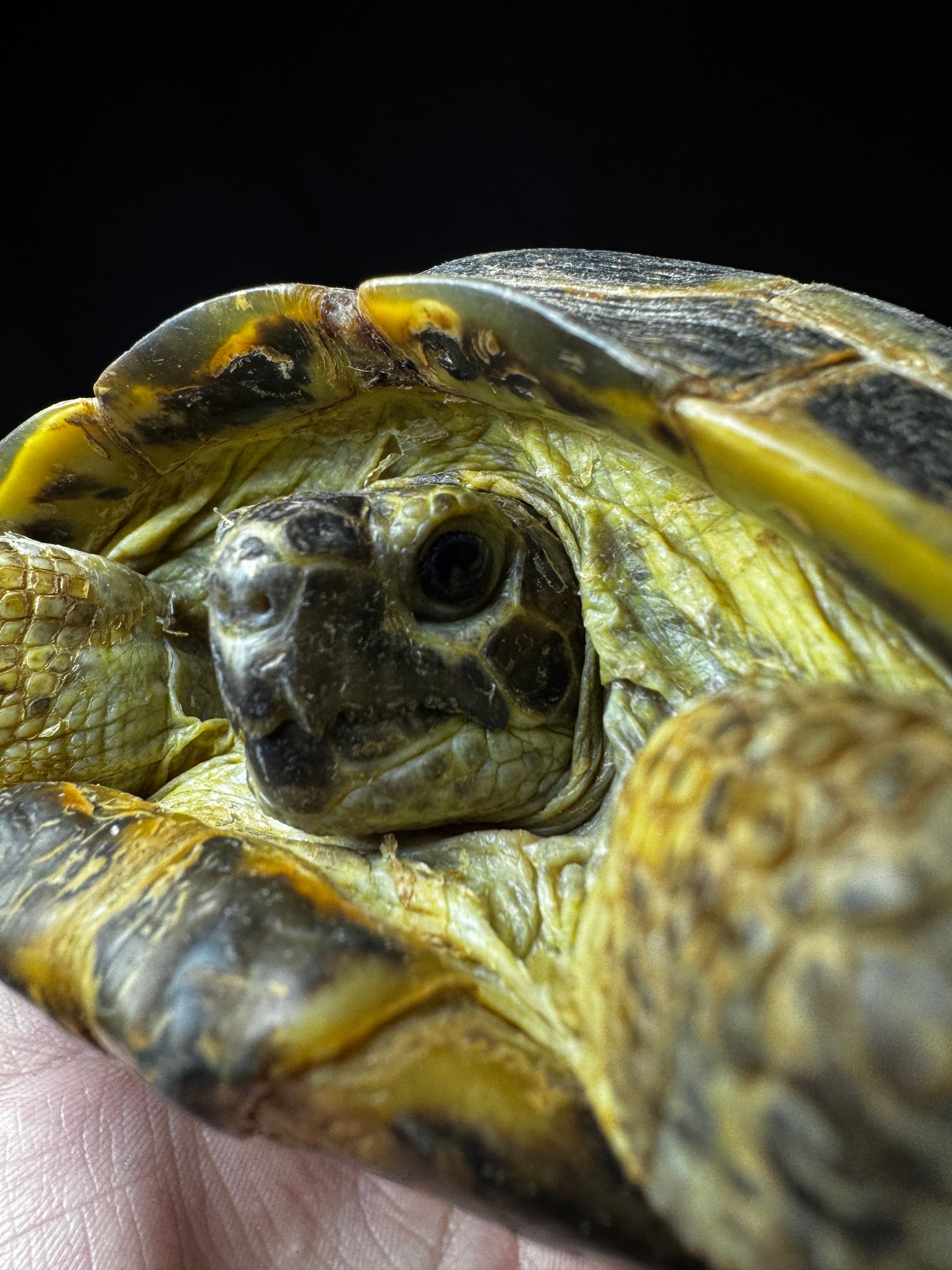 Female Russian Tortoise #21