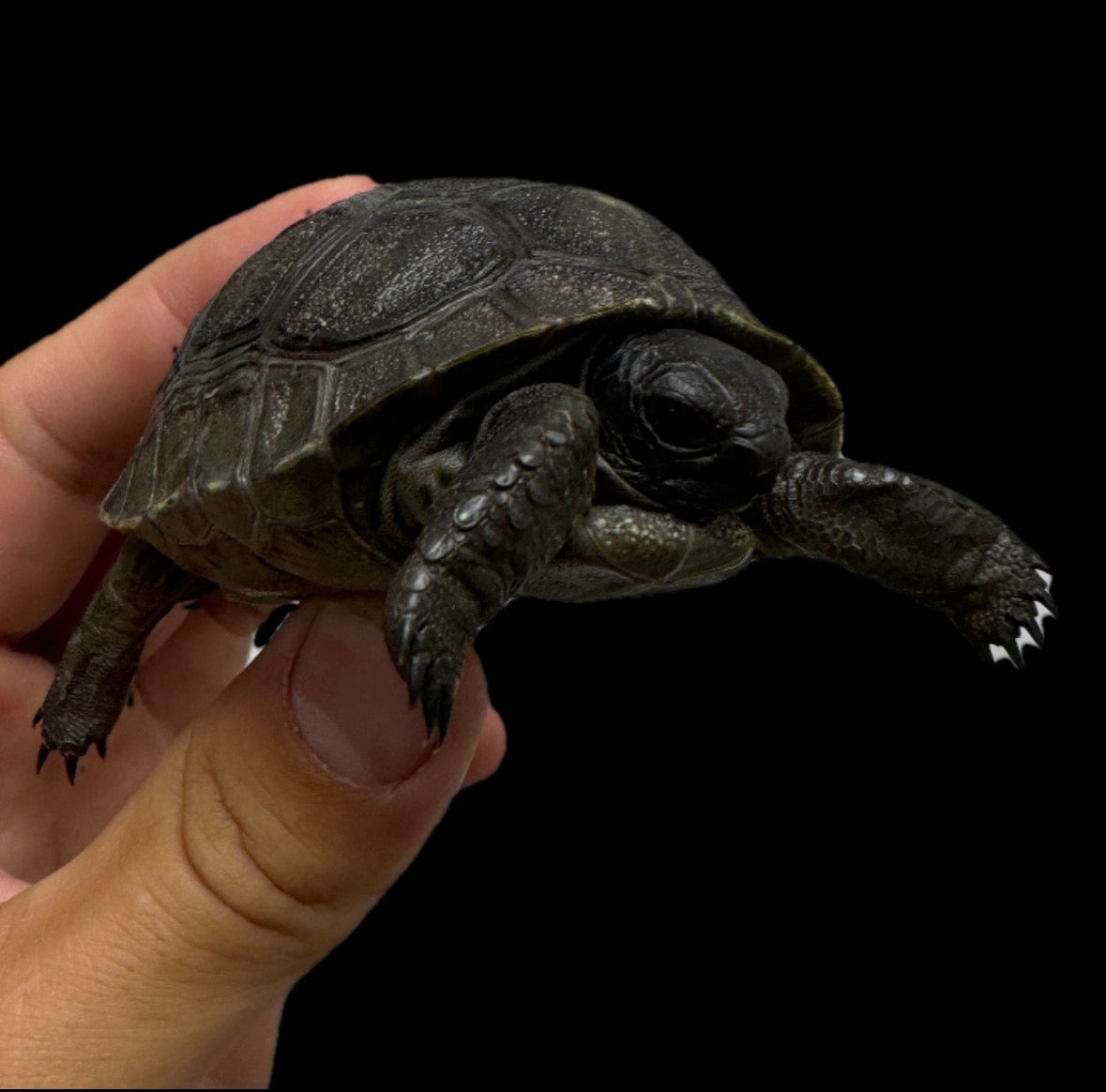 Baby USA CB Aldabra