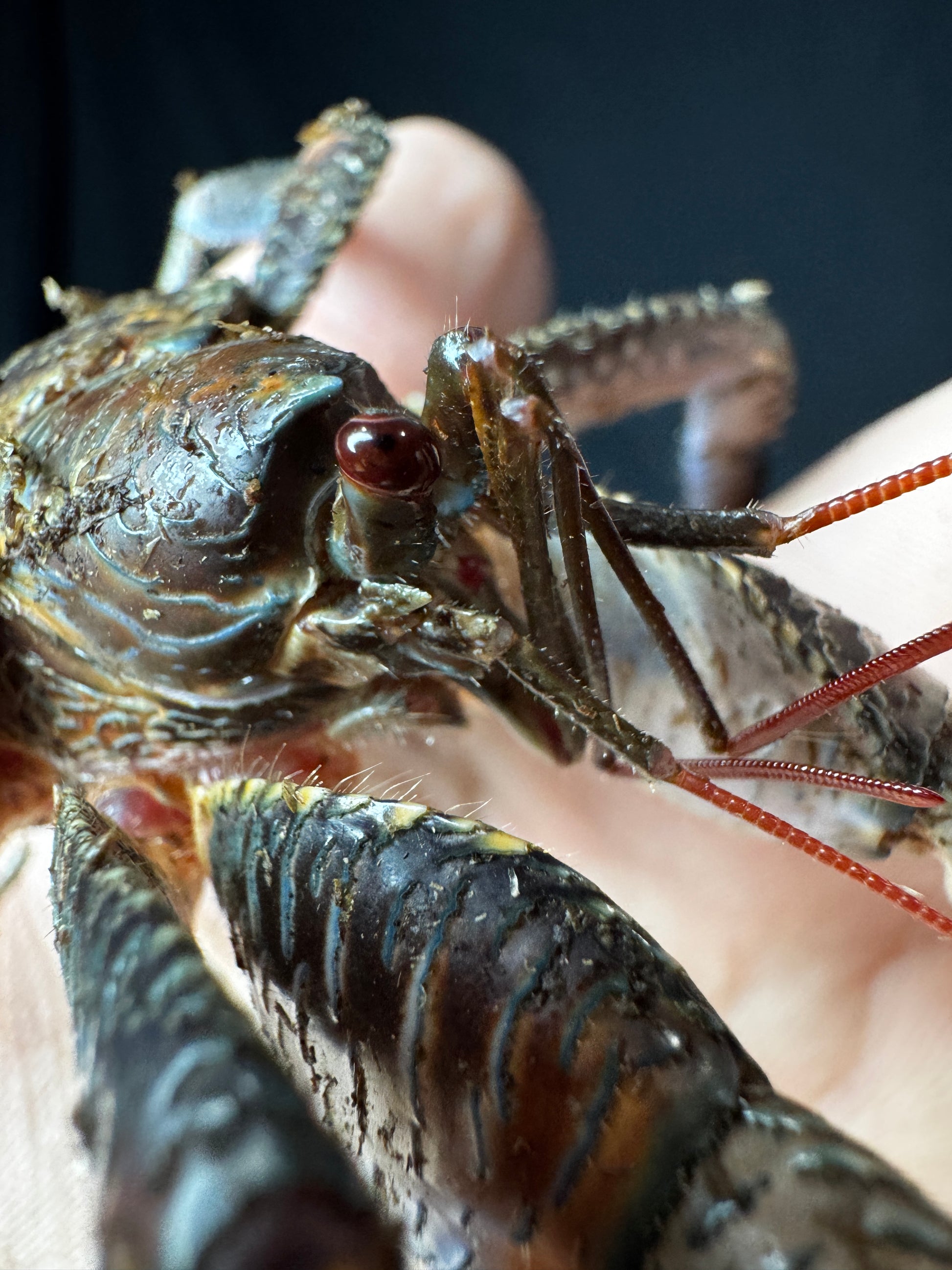 Coconut Crab!