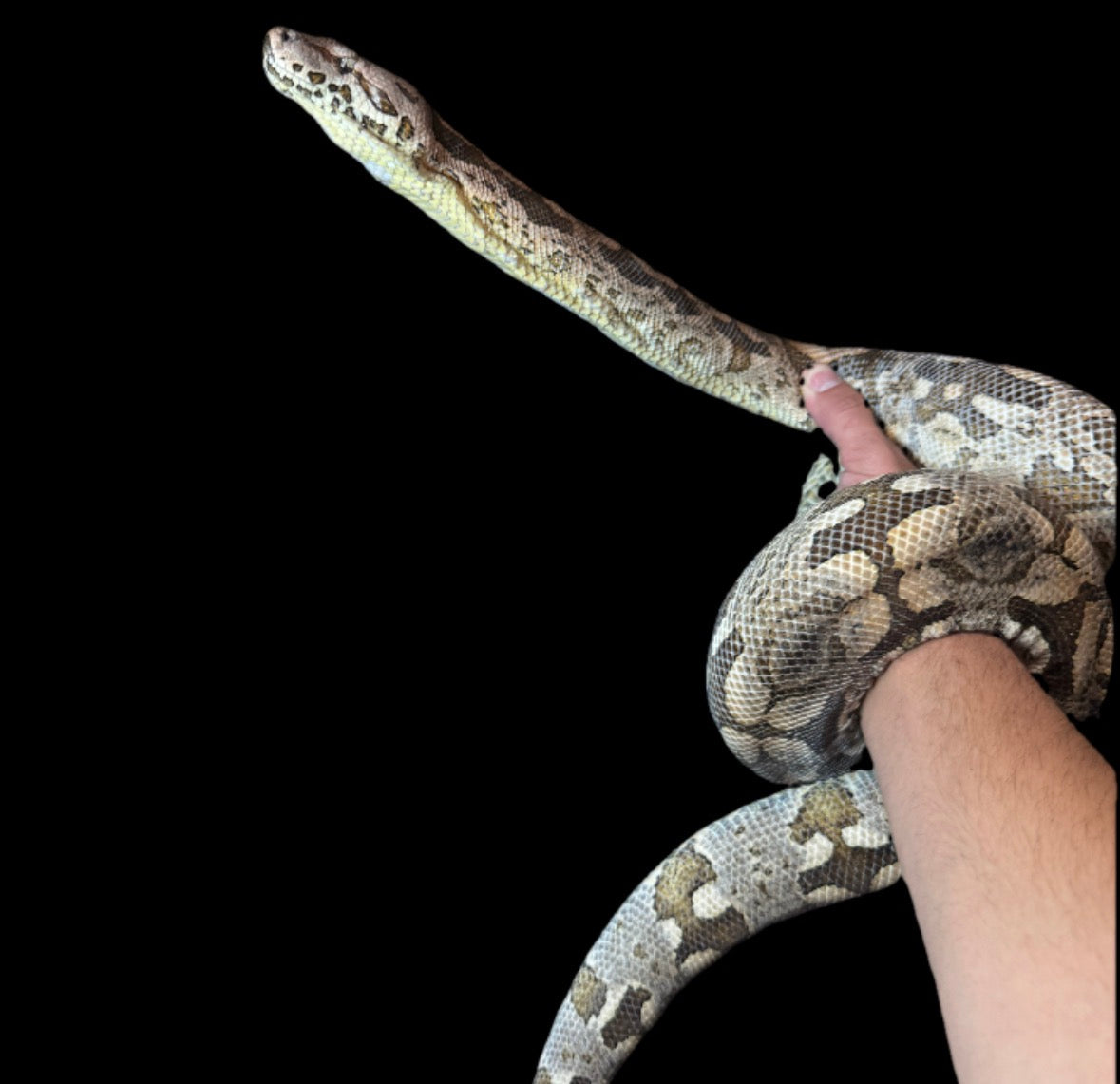 Saggy The Male Dumerils Boa (read)