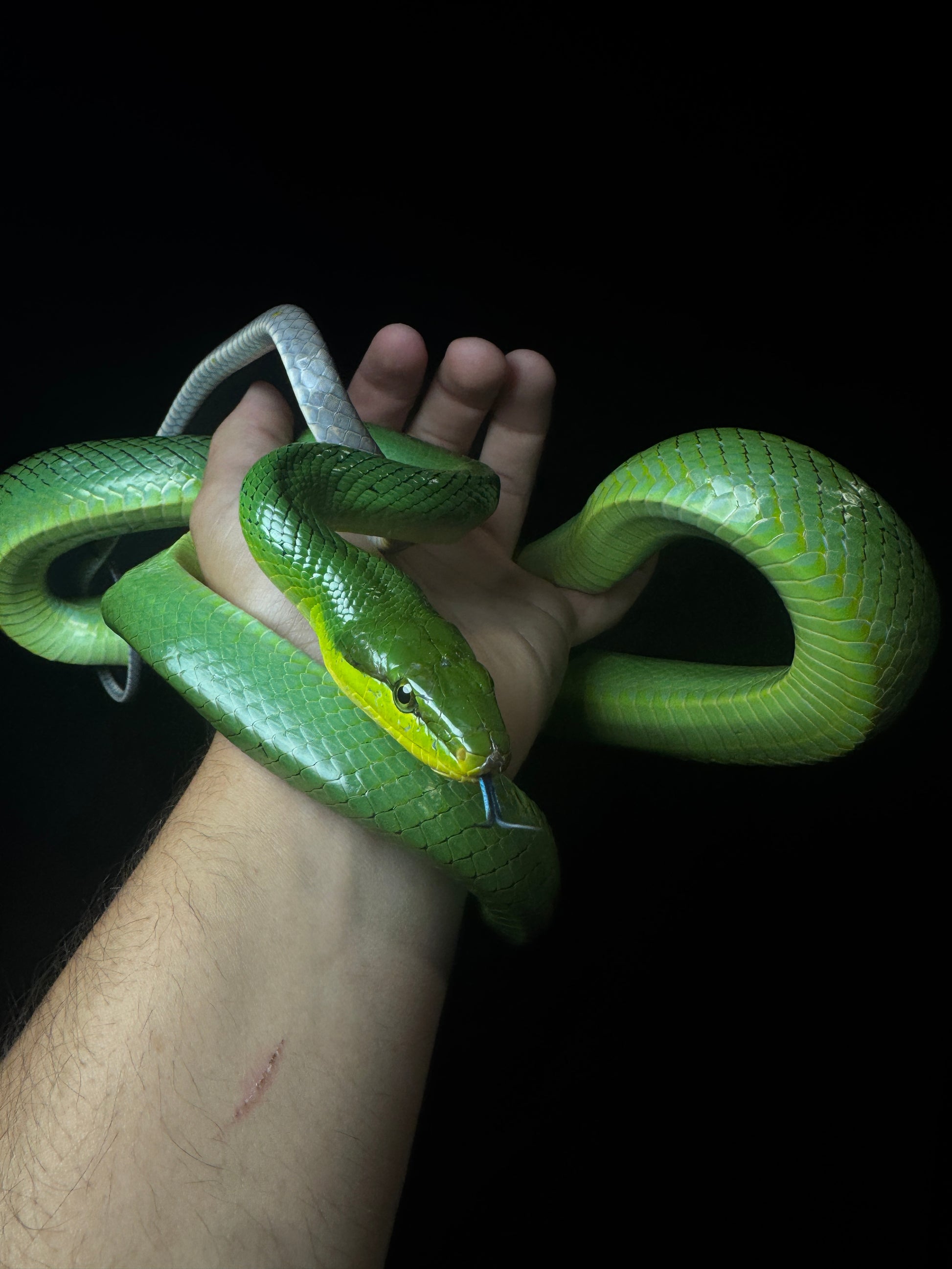 #1 Red-Tail Green Rat-snake