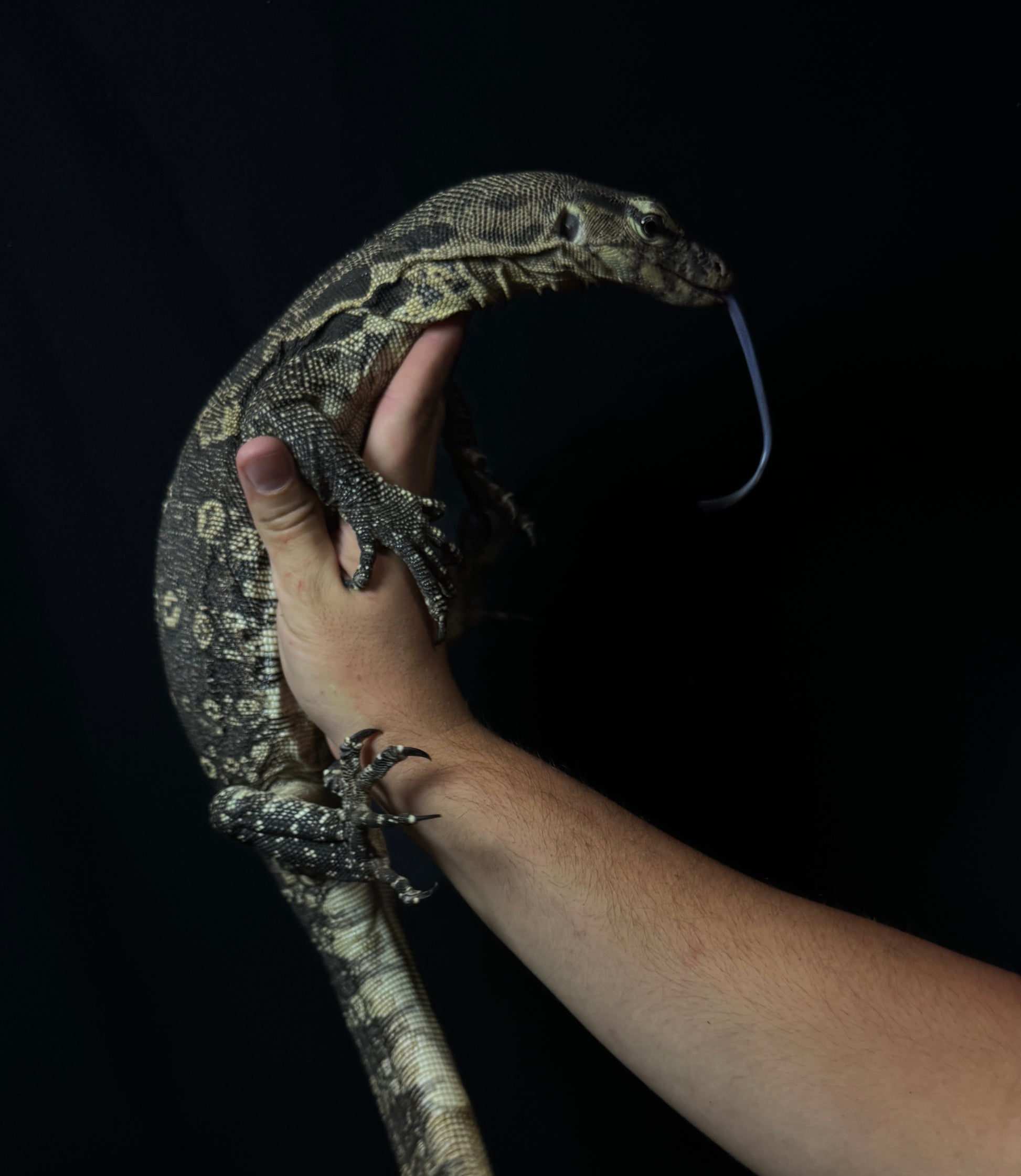 Asian Water Monitor!