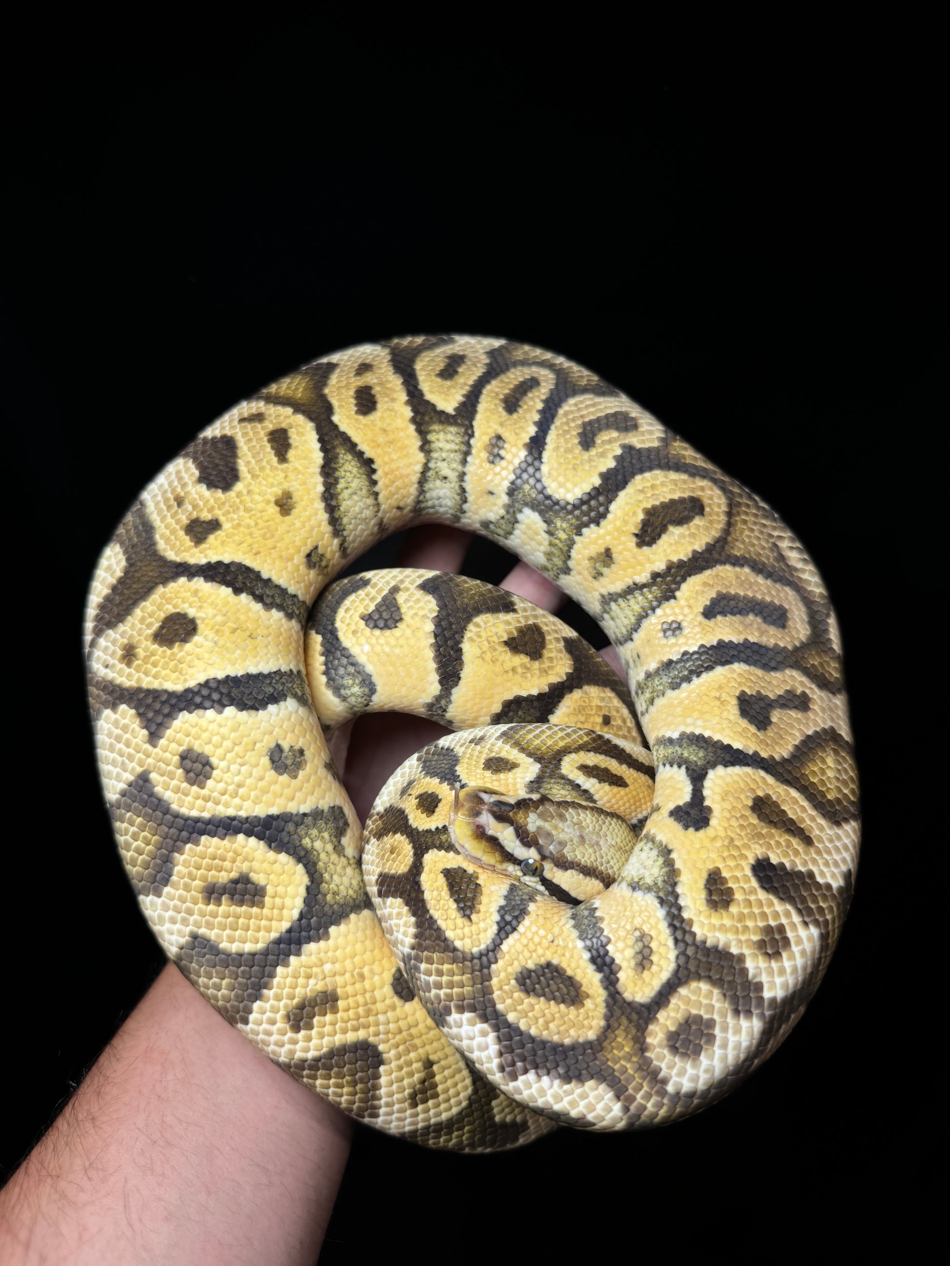 Female Pastel Vanilla Asphalt