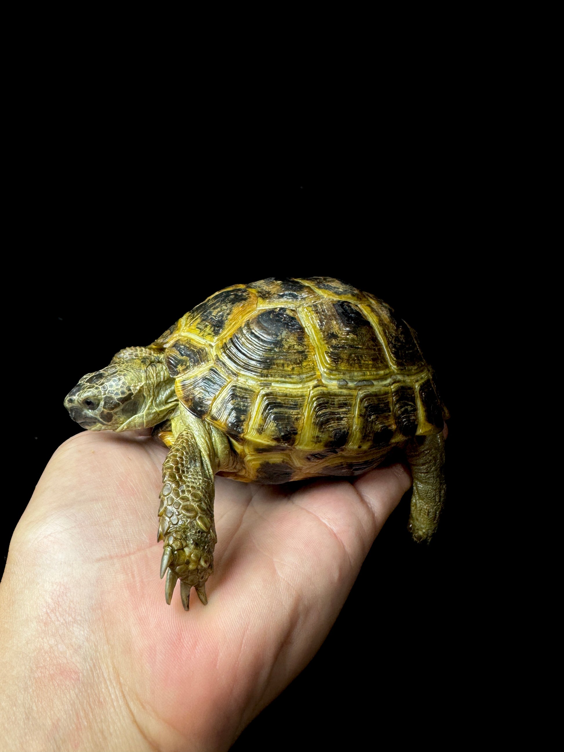 #28 Female Russian Tortoise