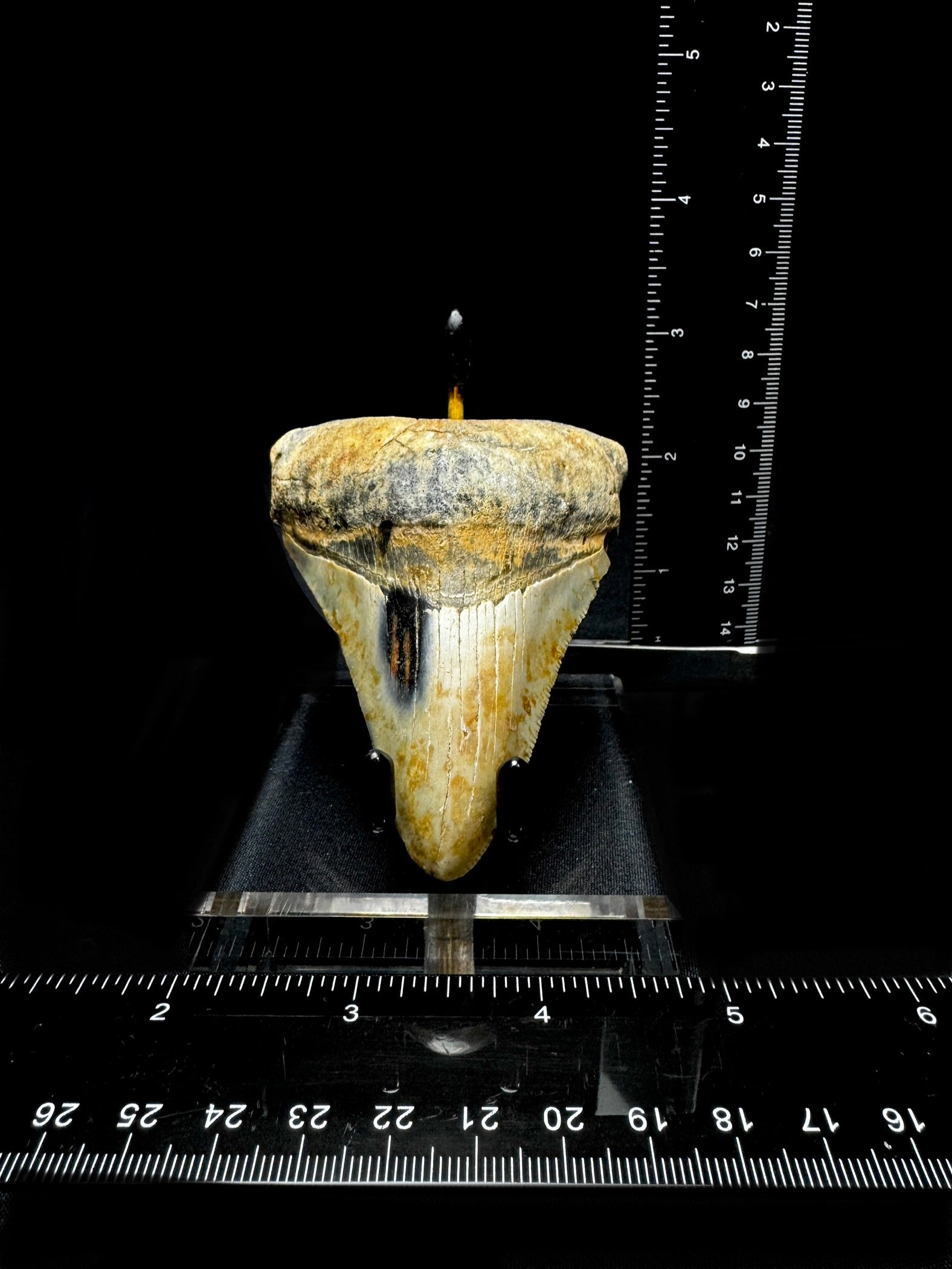 #15 3.75” Meg Tooth (Copy)