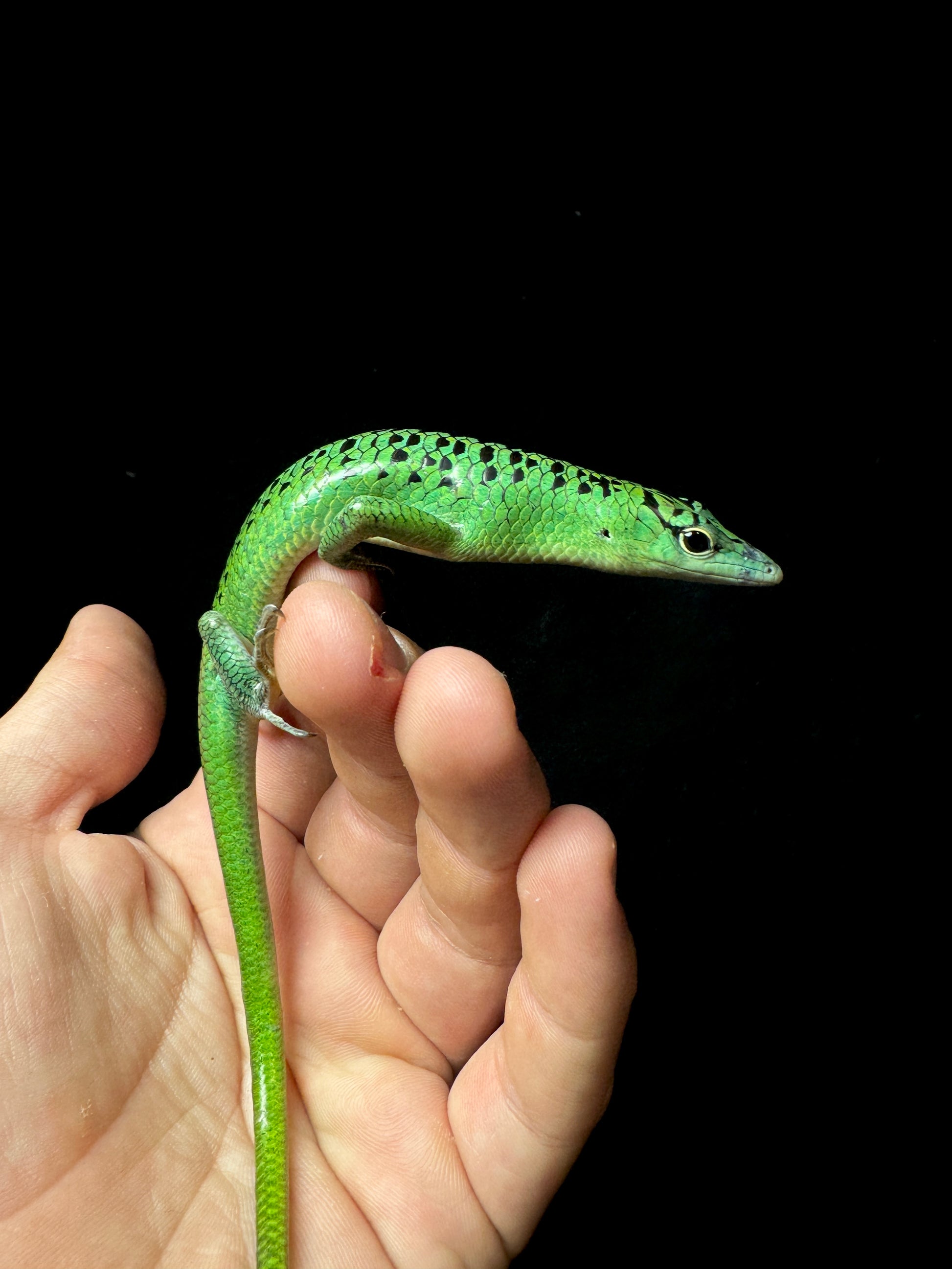 #1 Female Black Spotted Emerald Tree Skink