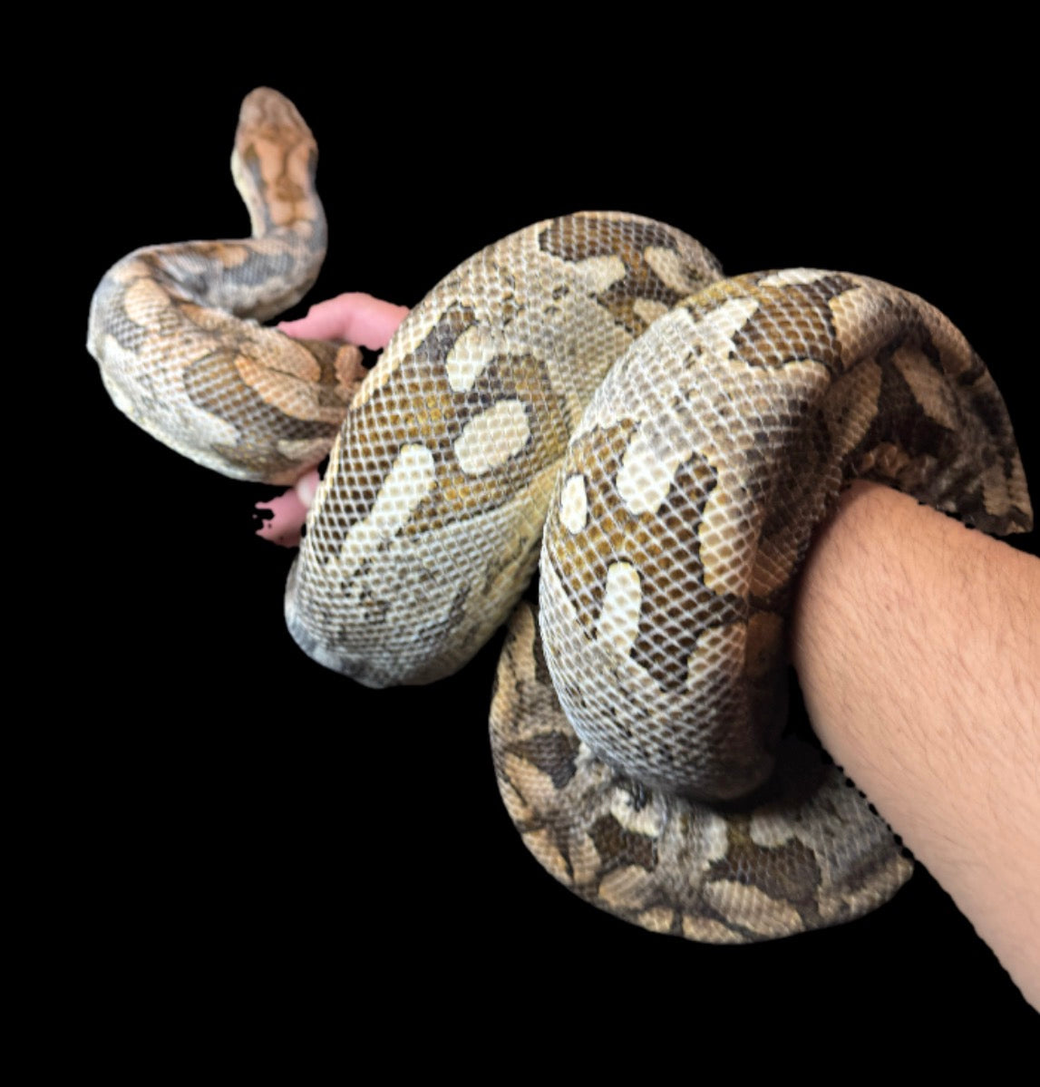 Saggy The Male Dumerils Boa (read)