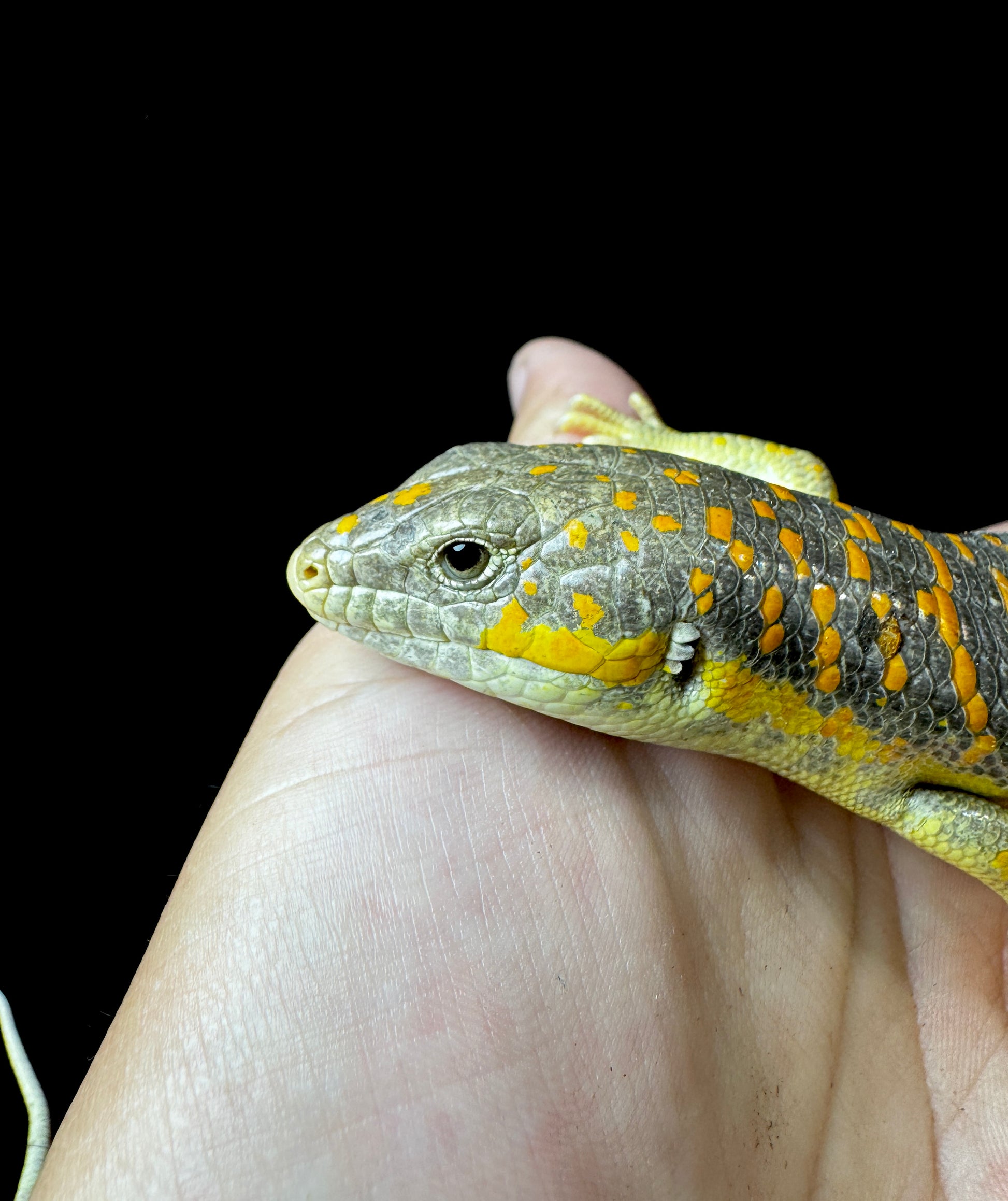 Schneider Skink