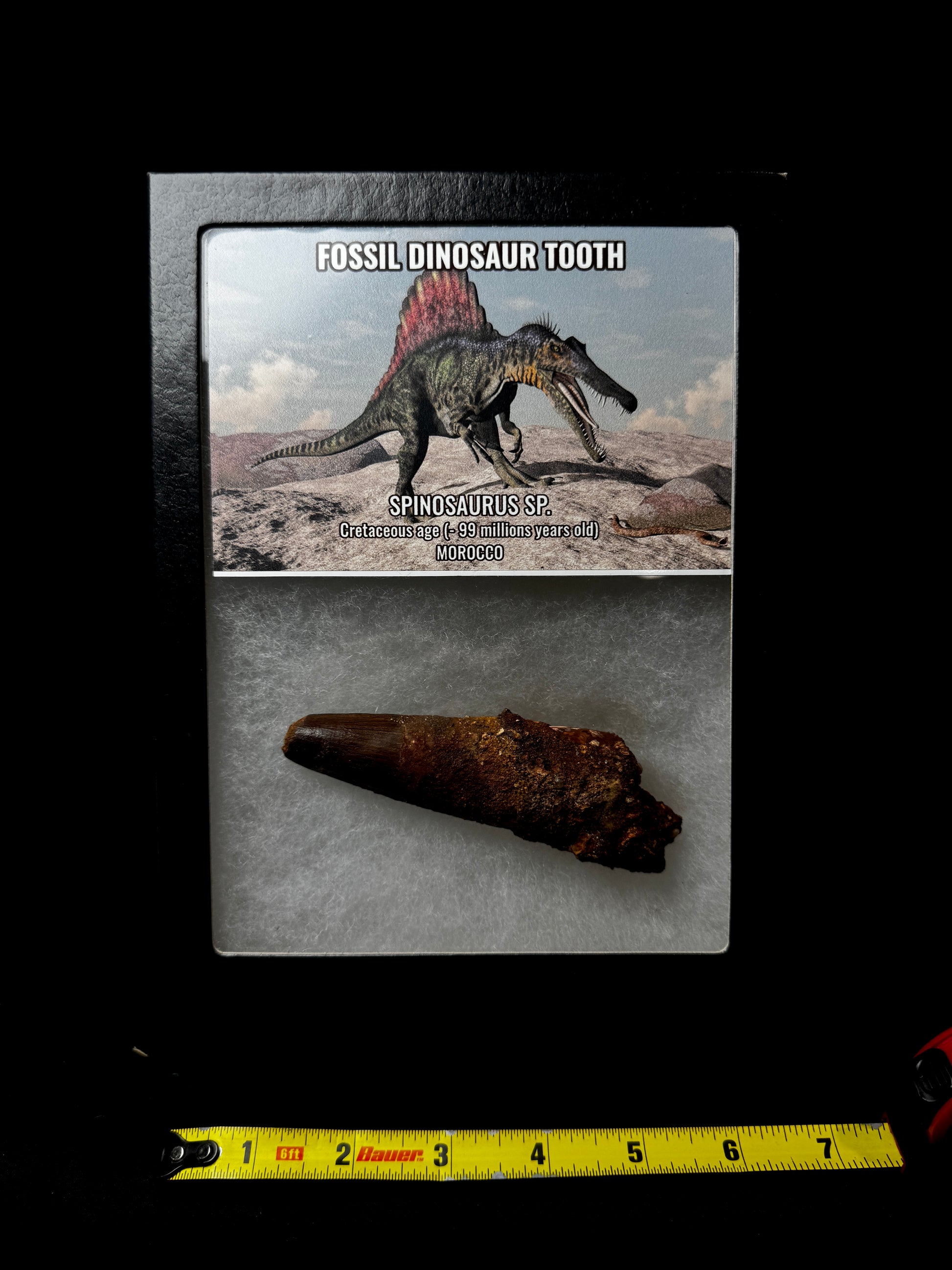 4.25” Spinosaurus Tooth!