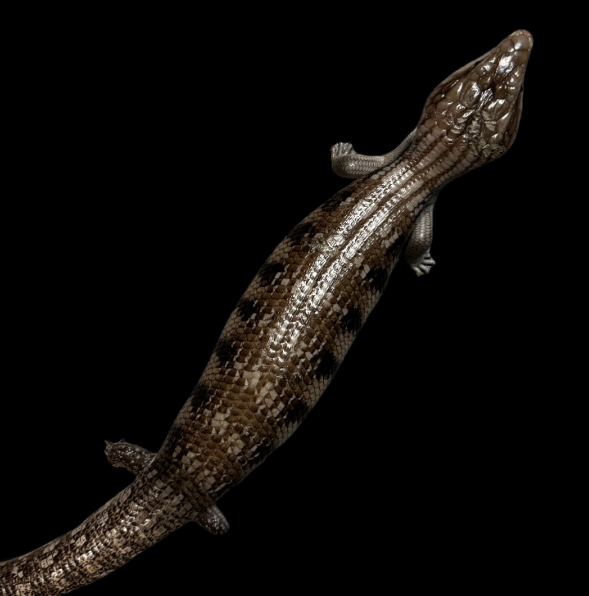USA CB Adult Northern Blue Tongue Skink #2