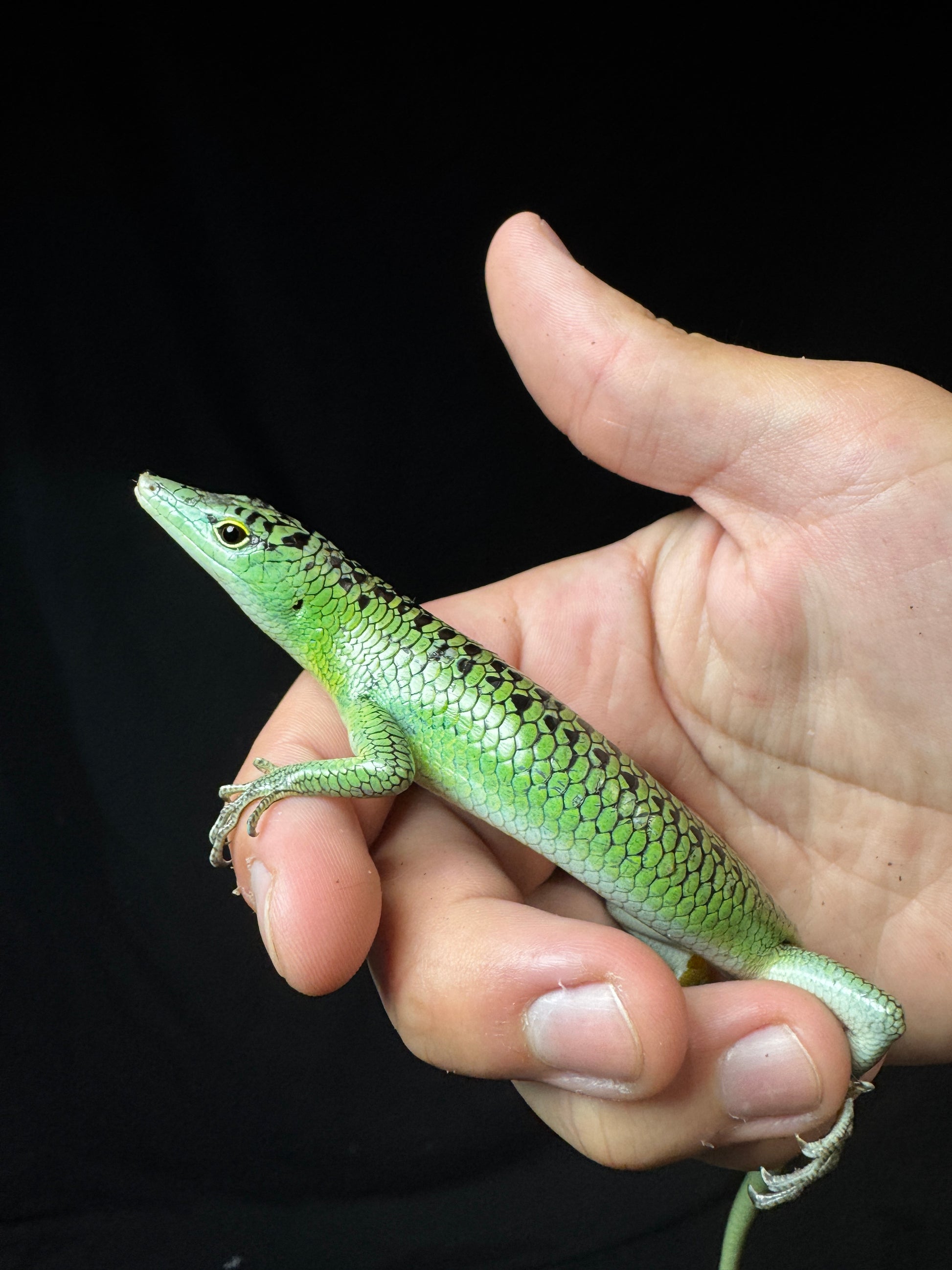 #4 Male Emerald Tree Skink