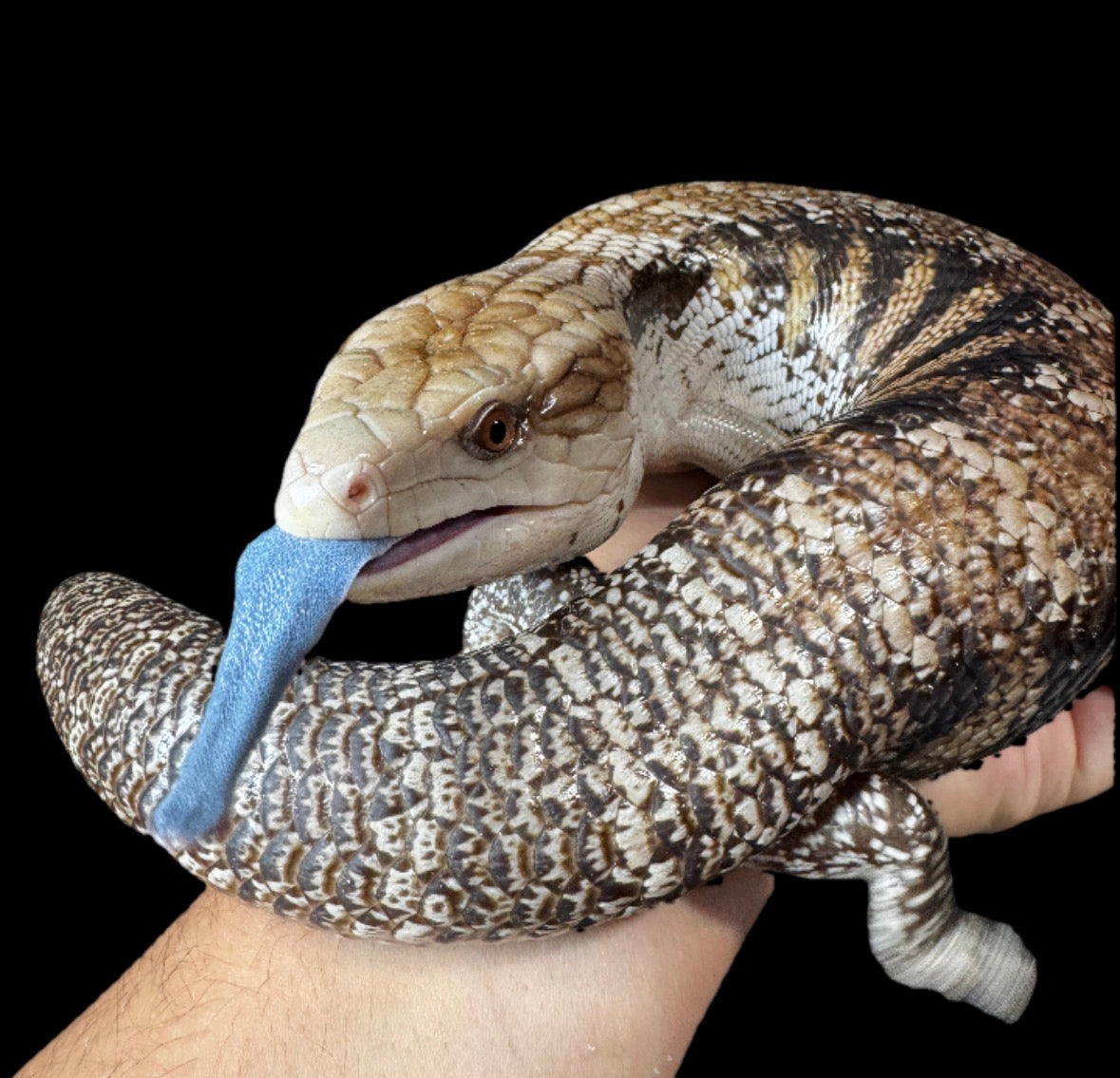 USA CB Northern Blue Tongue Skink #7