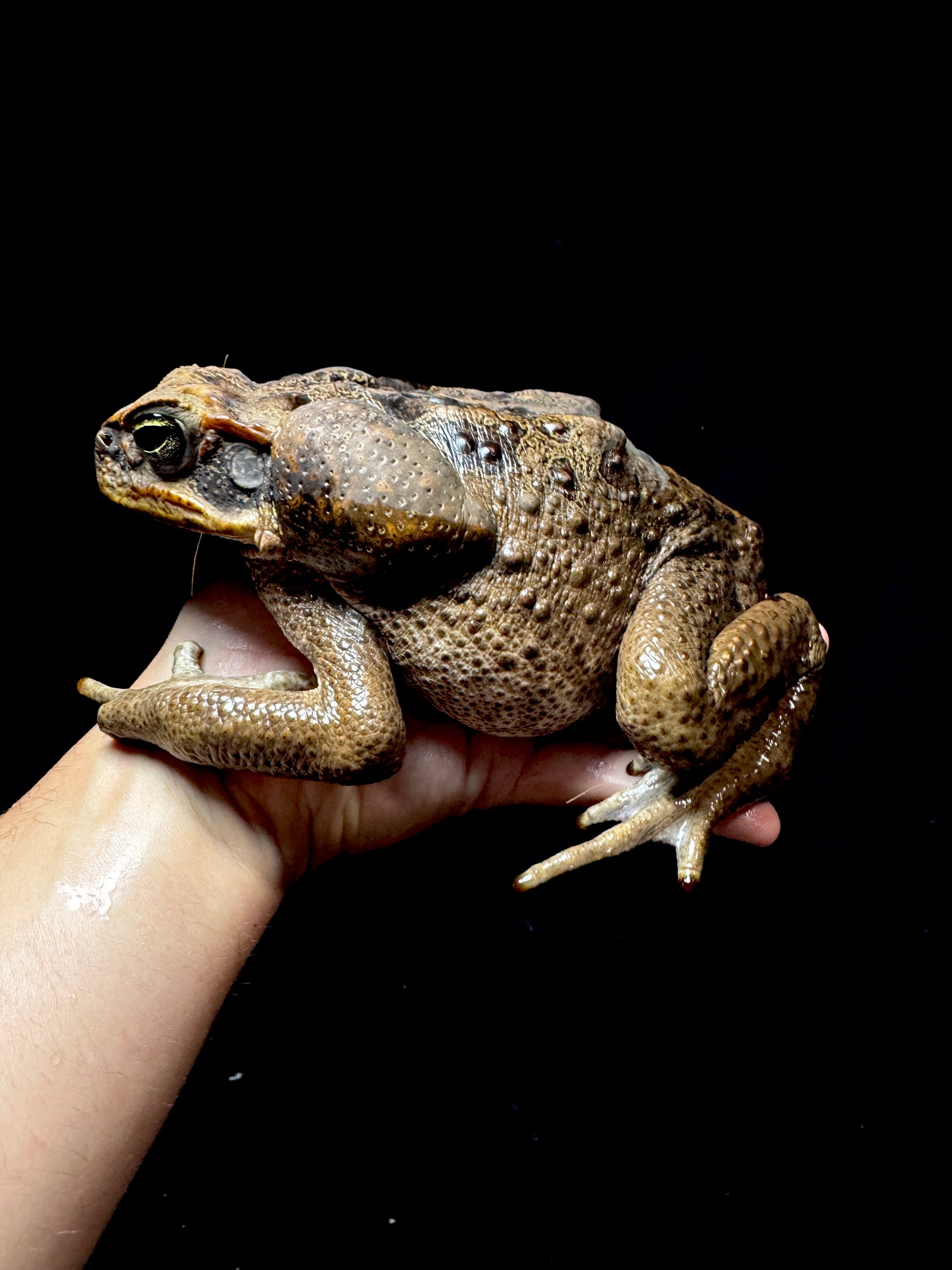 #2 XXL Marine Toad!