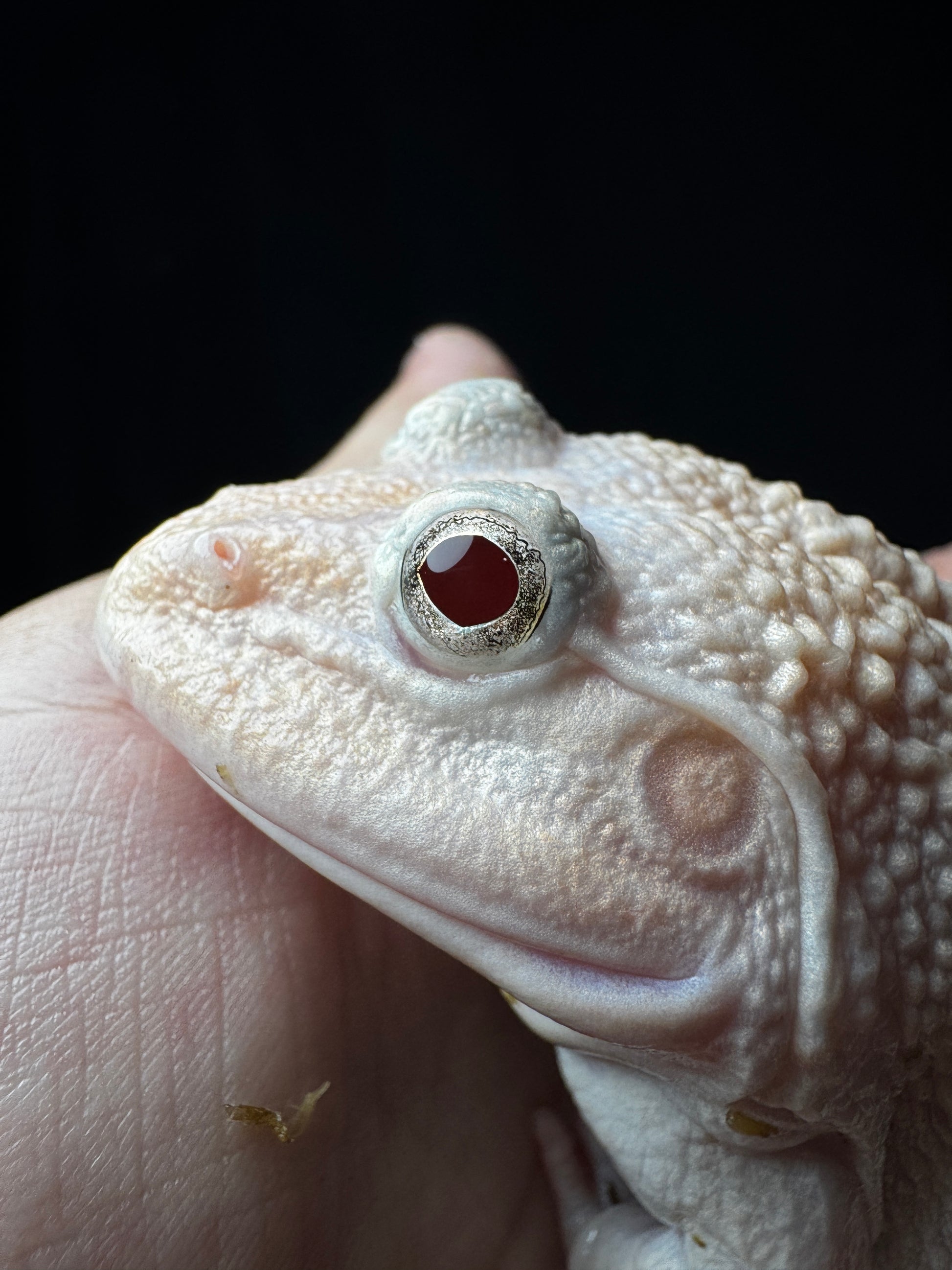 Albino Chungus Frog (Asian Bullfrog)