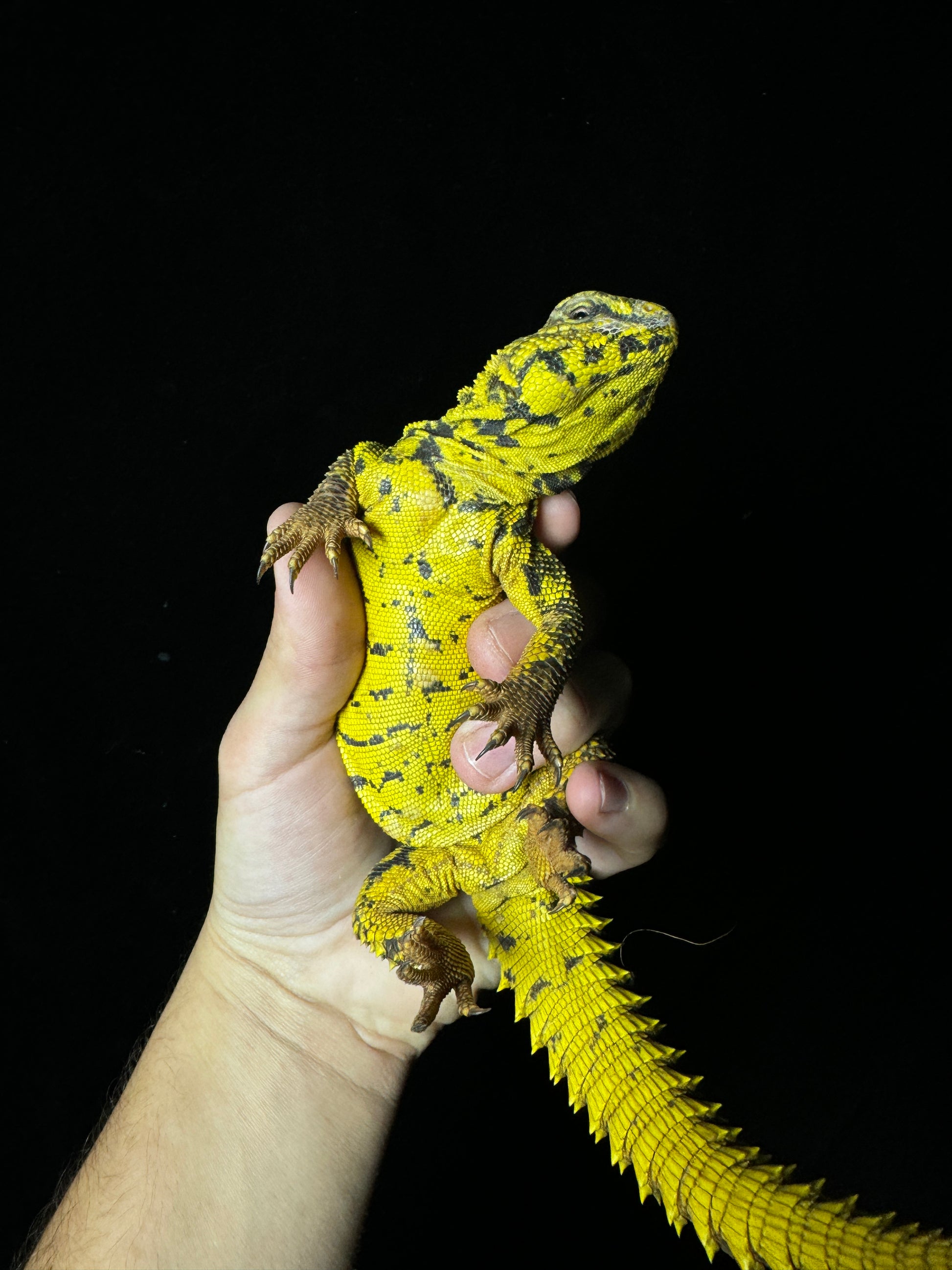 Adult Yellow Uromastyx
