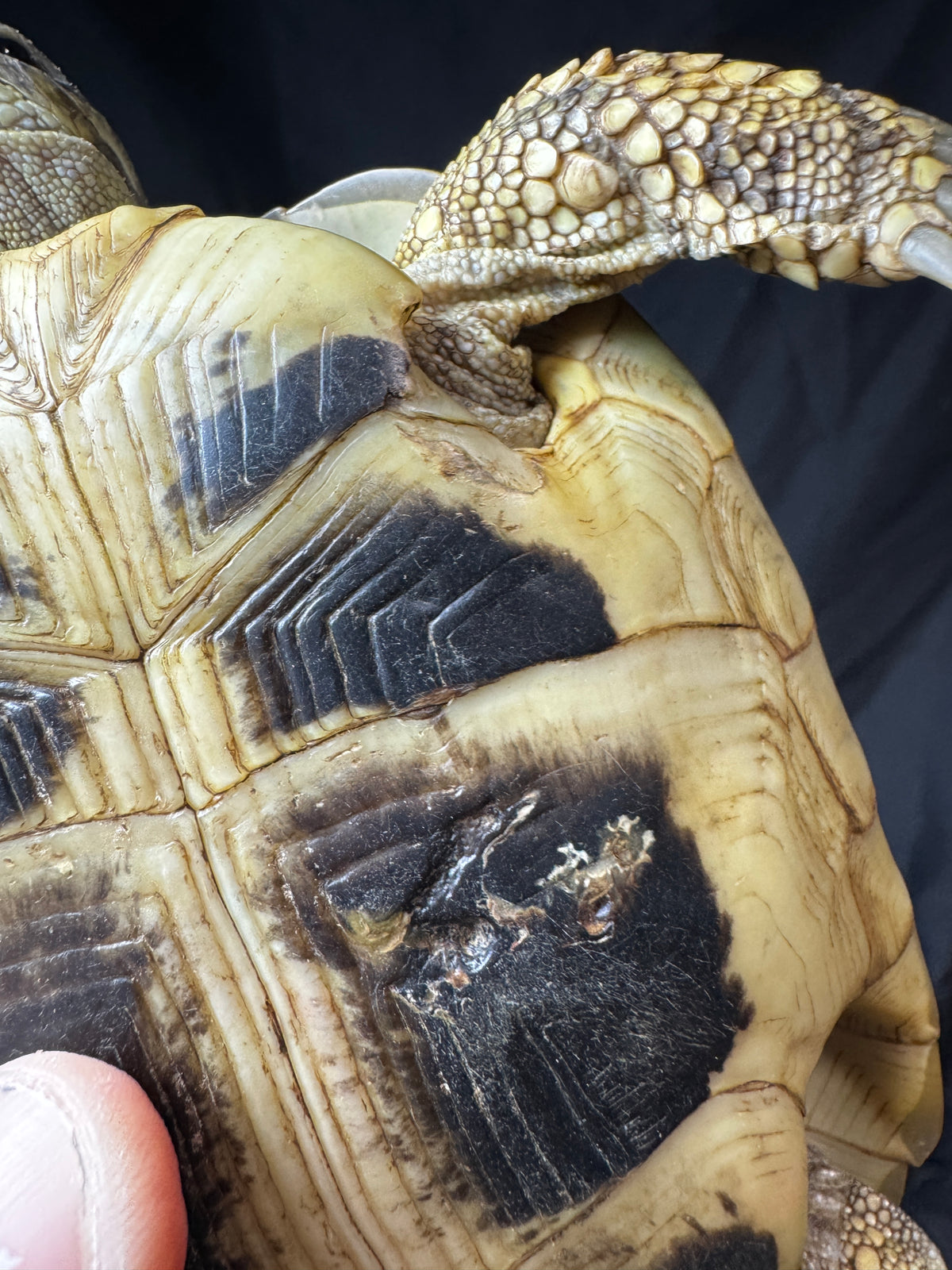 #4 Female Hermann’s Tortoise