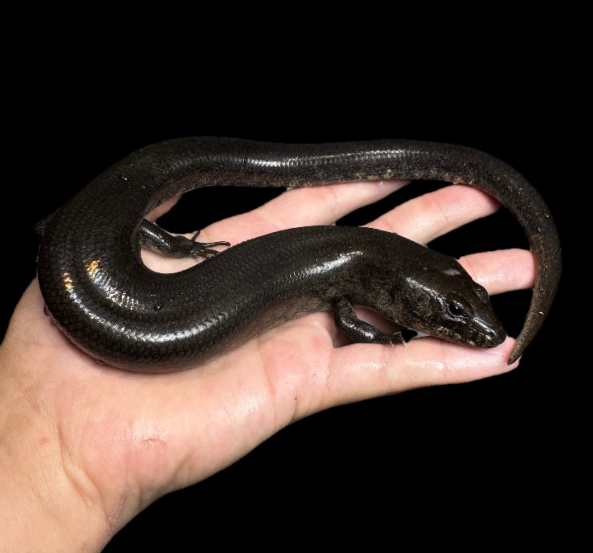 Madagascar Diving Skink PAIR!