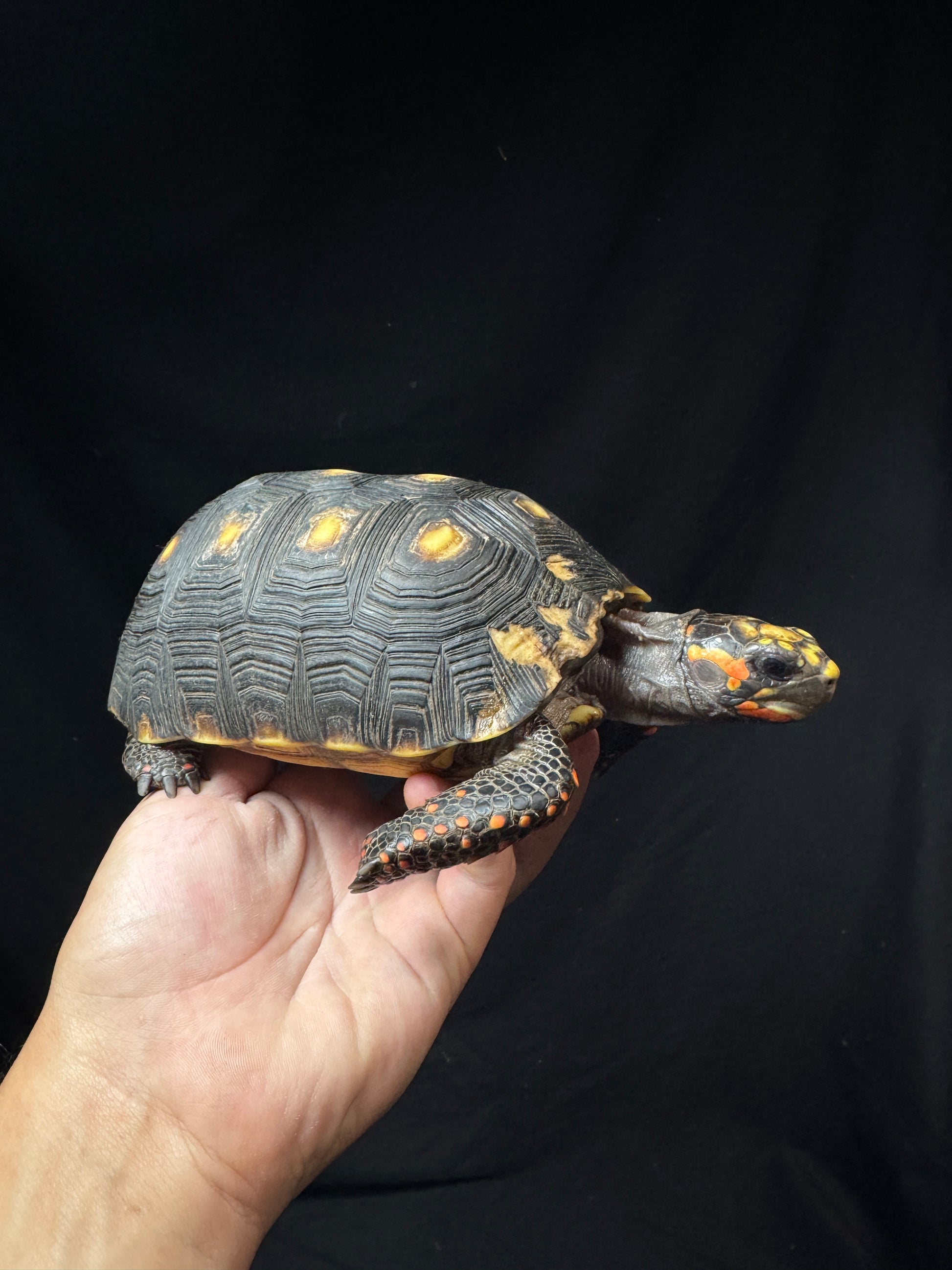 Female Redfoot B Grade