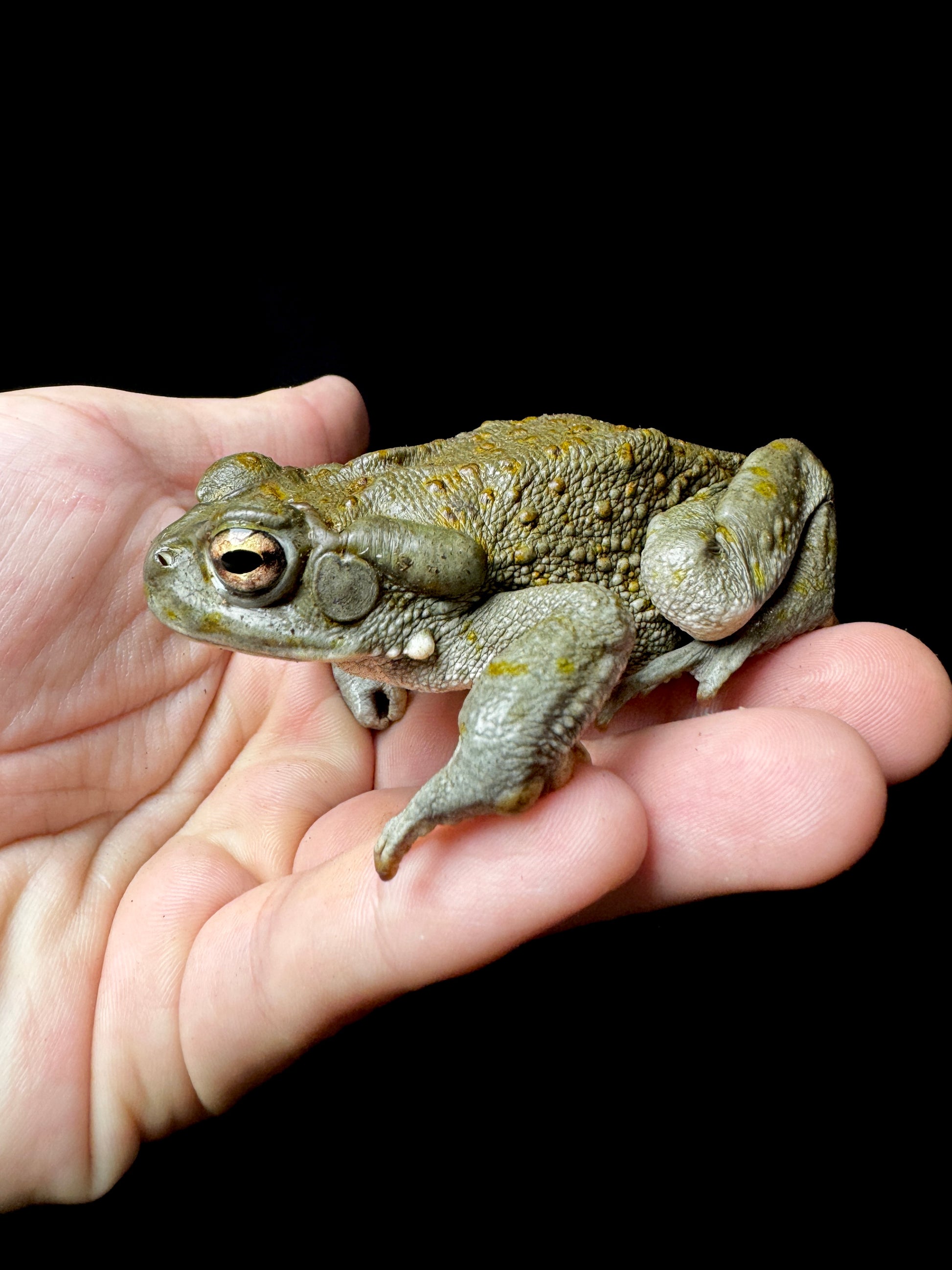 Juvinile Colorado River Toad