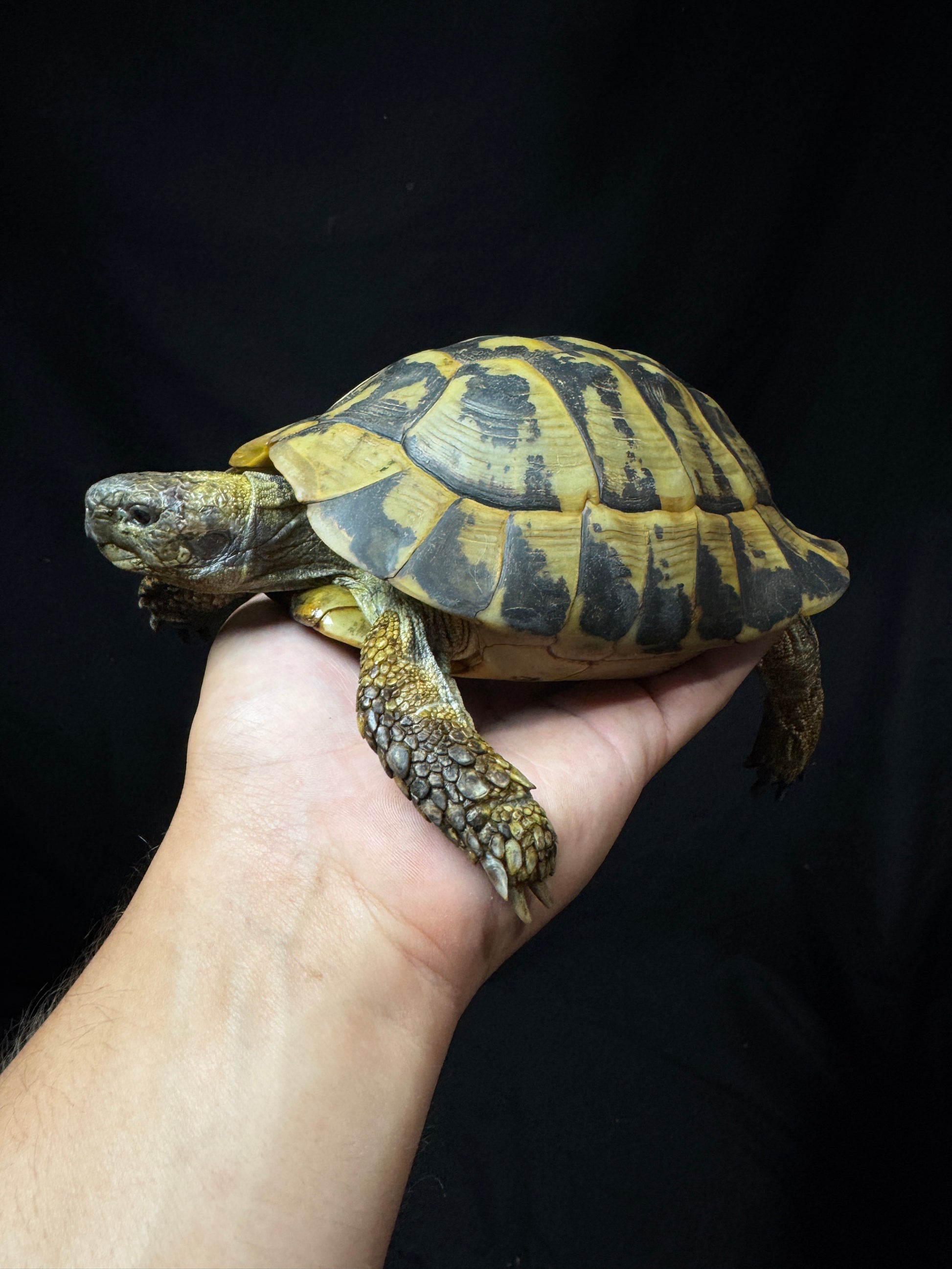 #50 Adult Hermann’s Tortoise