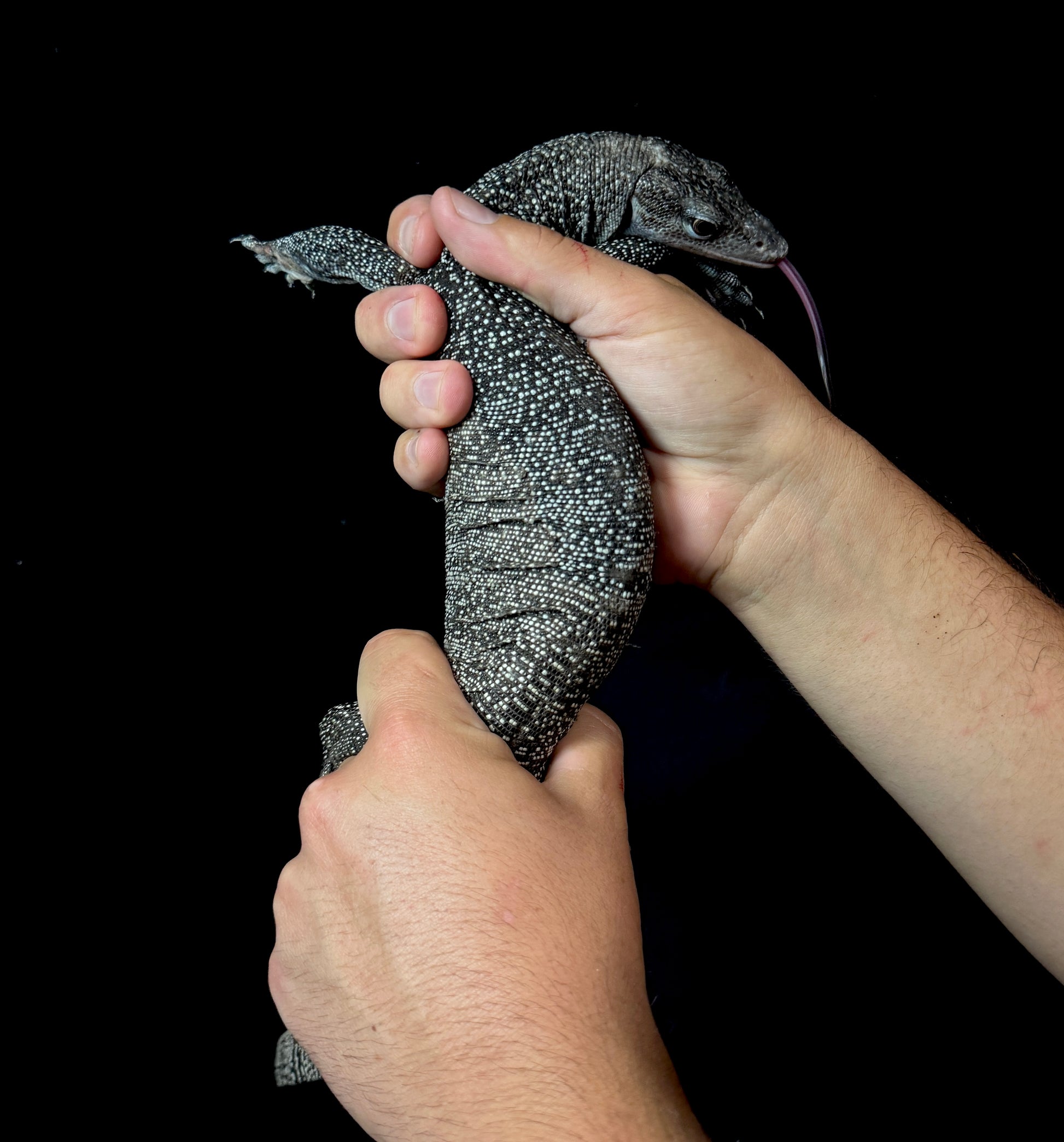 Silver Mangrove Monitor