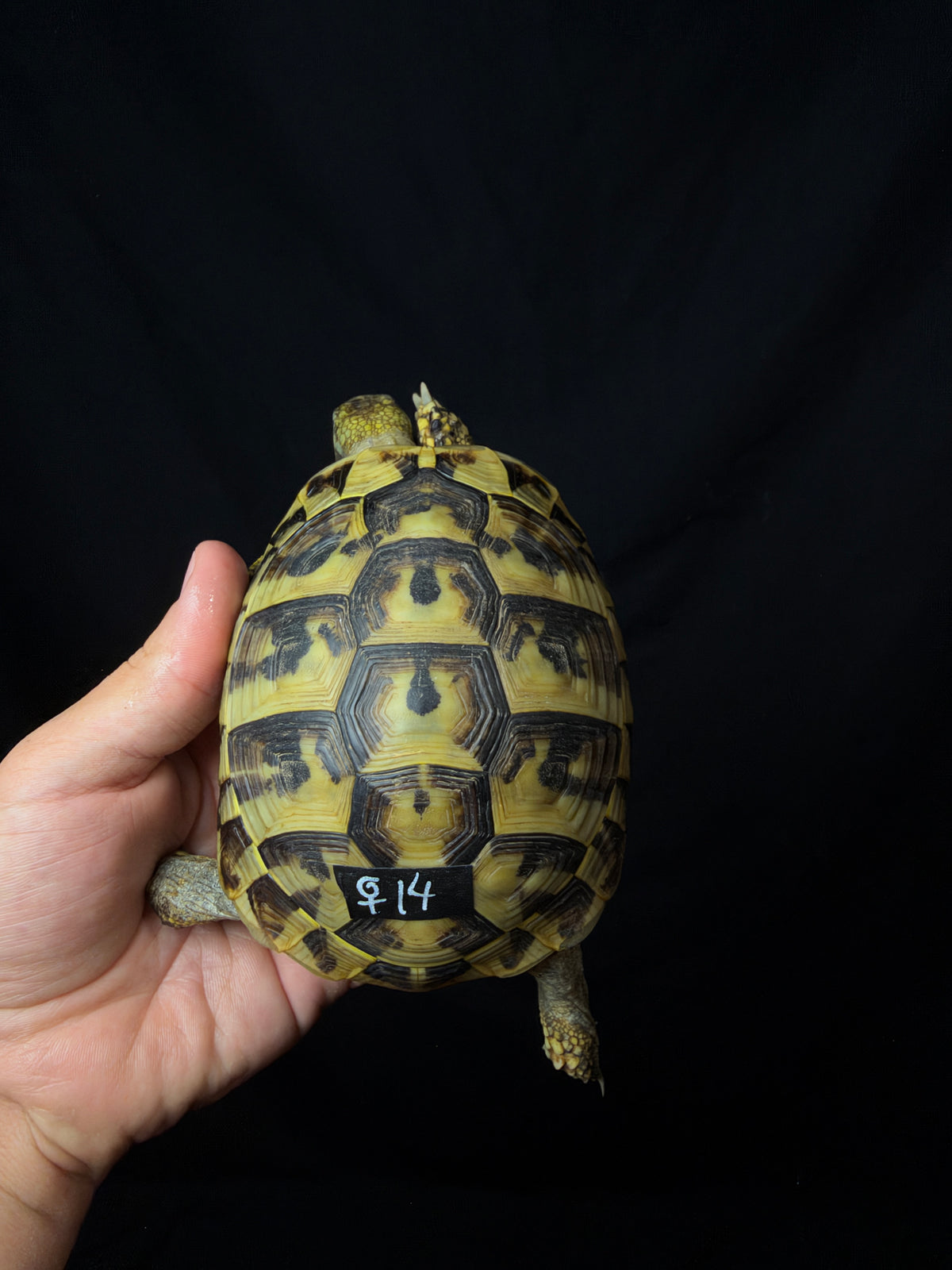 #14 Female Hermann’s Tortoise
