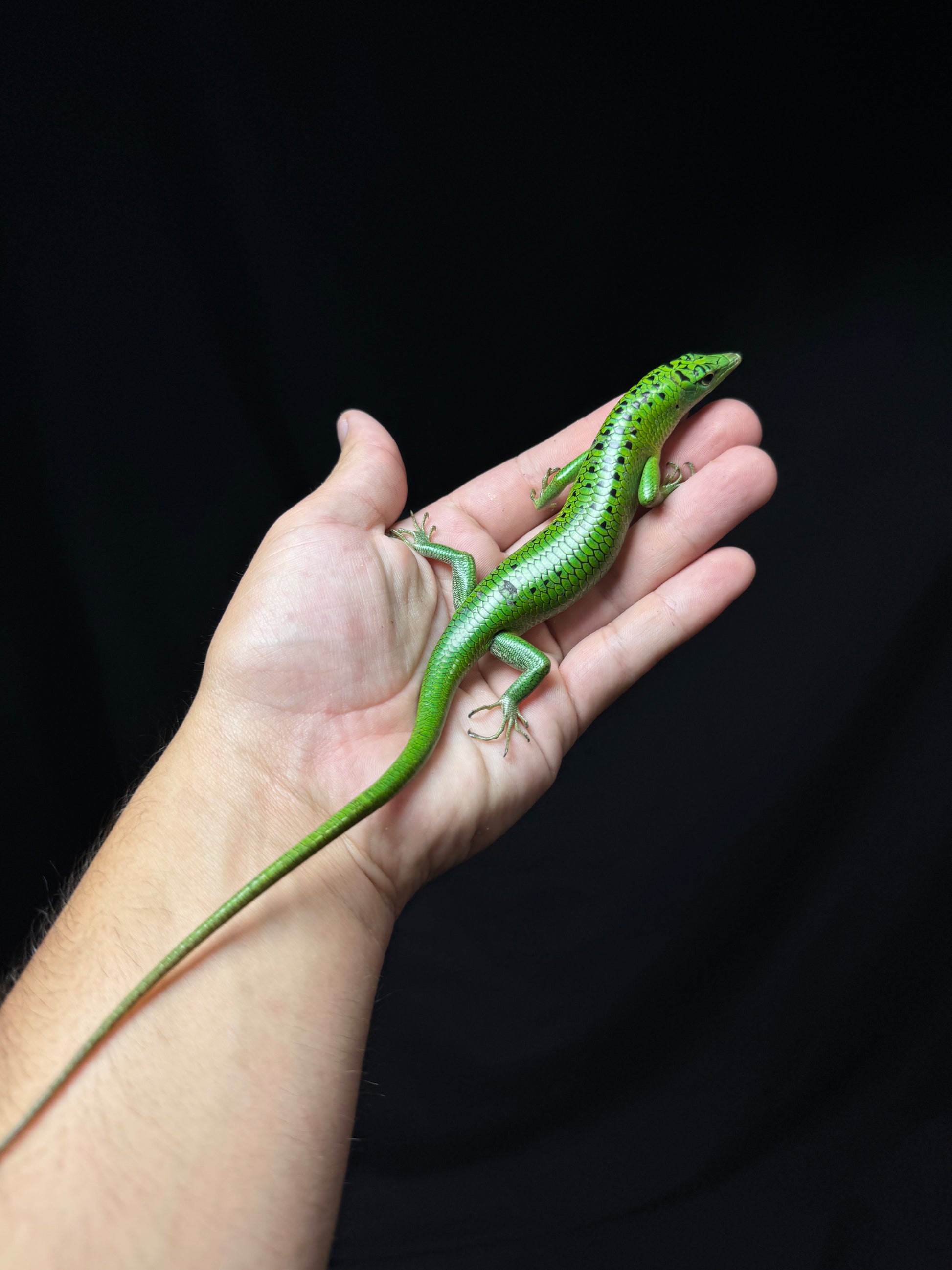 #3 Female Black Spotted Emerald Tree Skink
