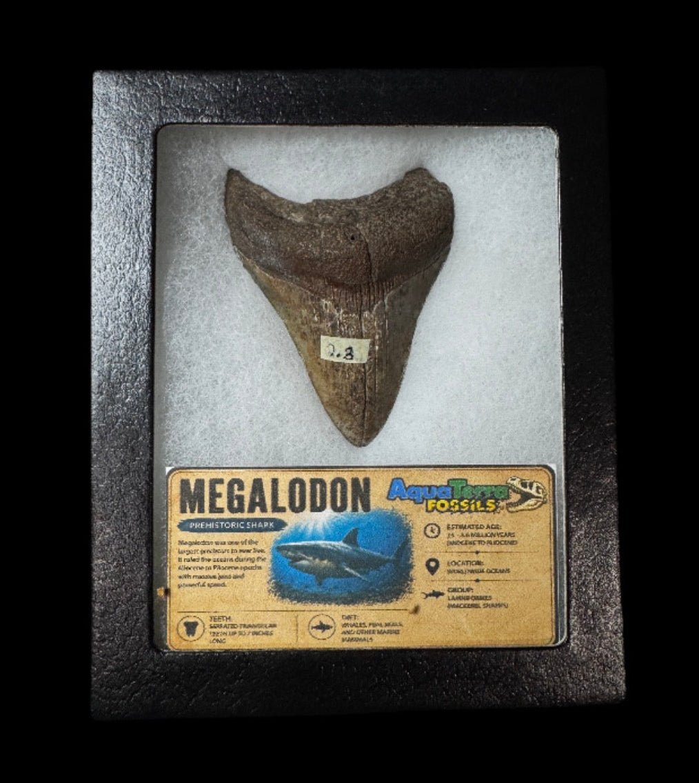 2.8” Megalodon Tooth With Case #3