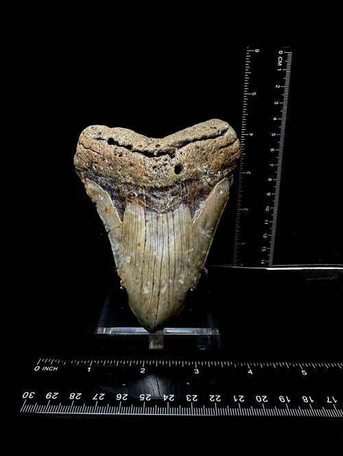 #1 4.25” Meg Tooth