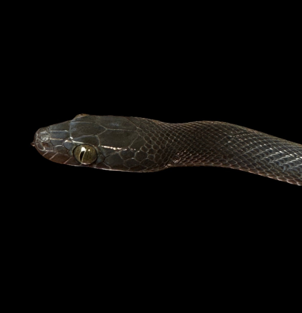 USACB Baby Black House Snake