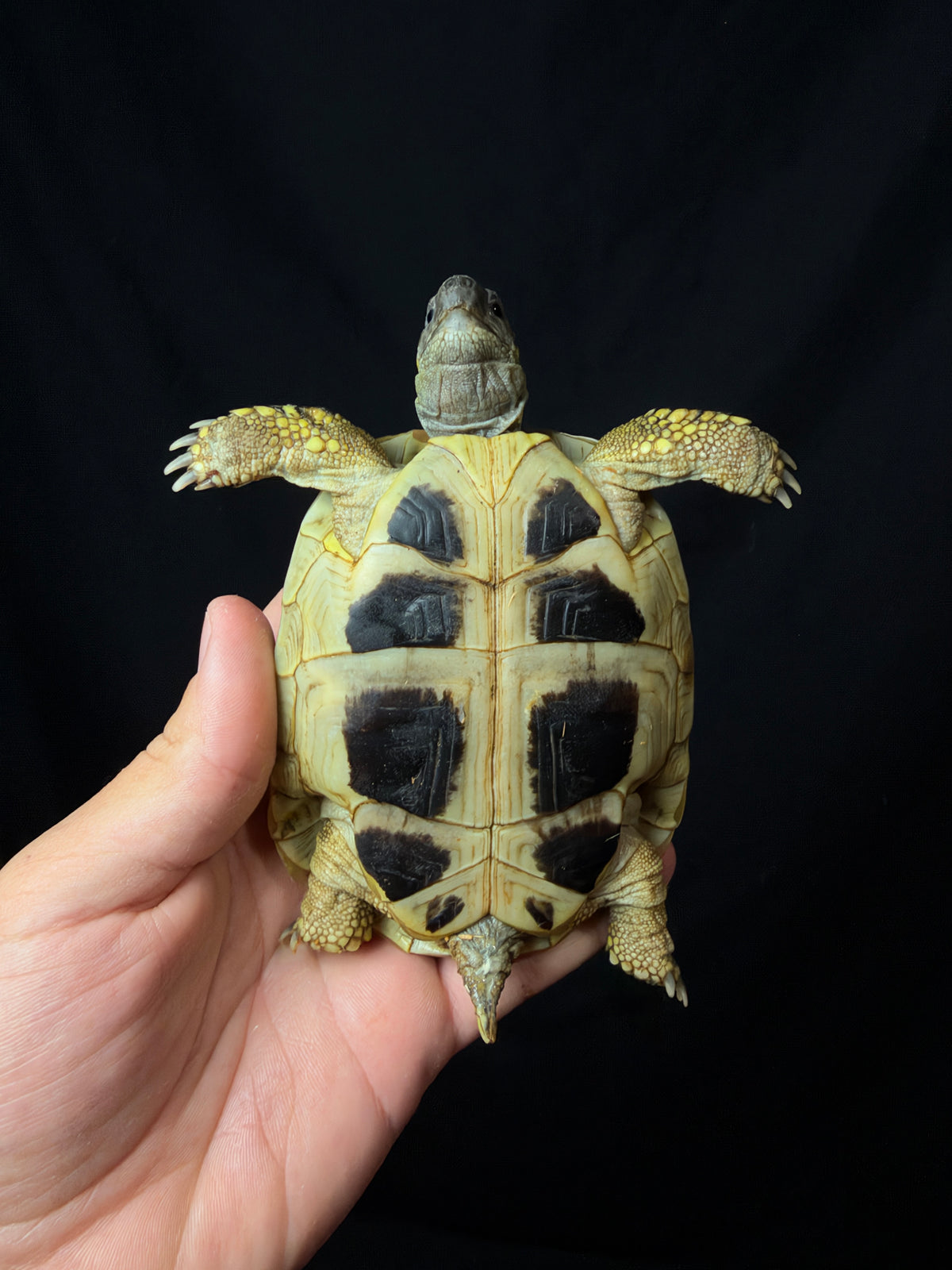 #9 Female Hermann’s Tortoise