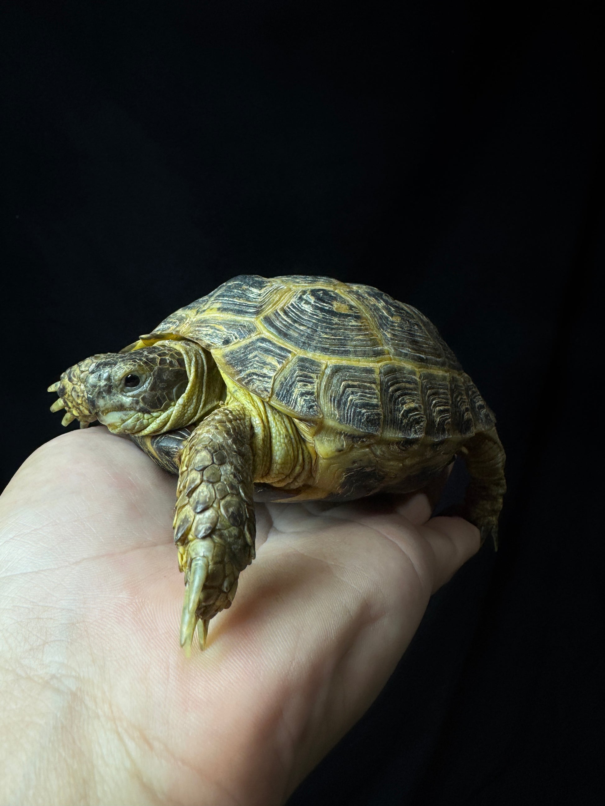 Exact Russian Tortoise Female #3