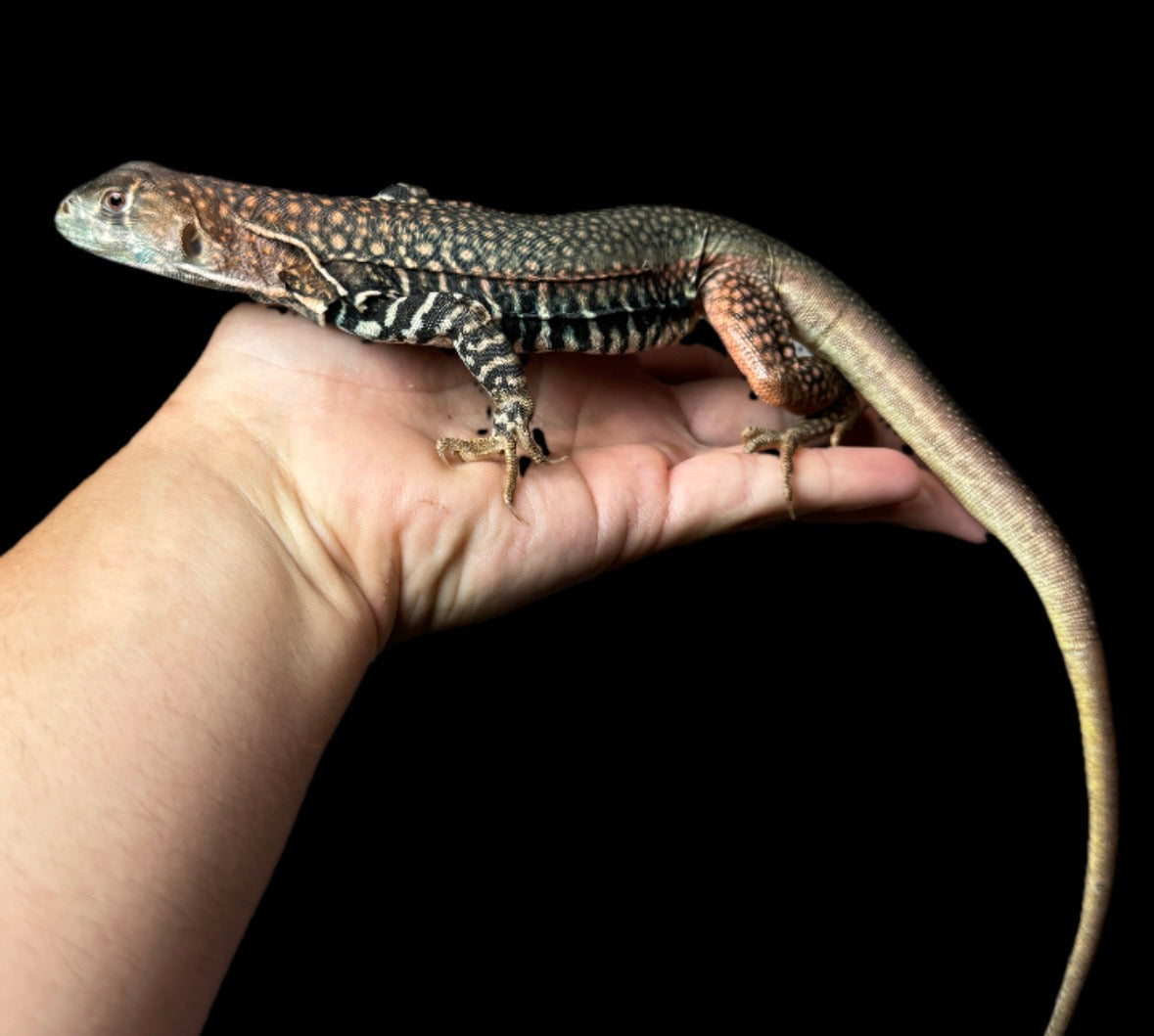 Giant Butterfly Agama Pair