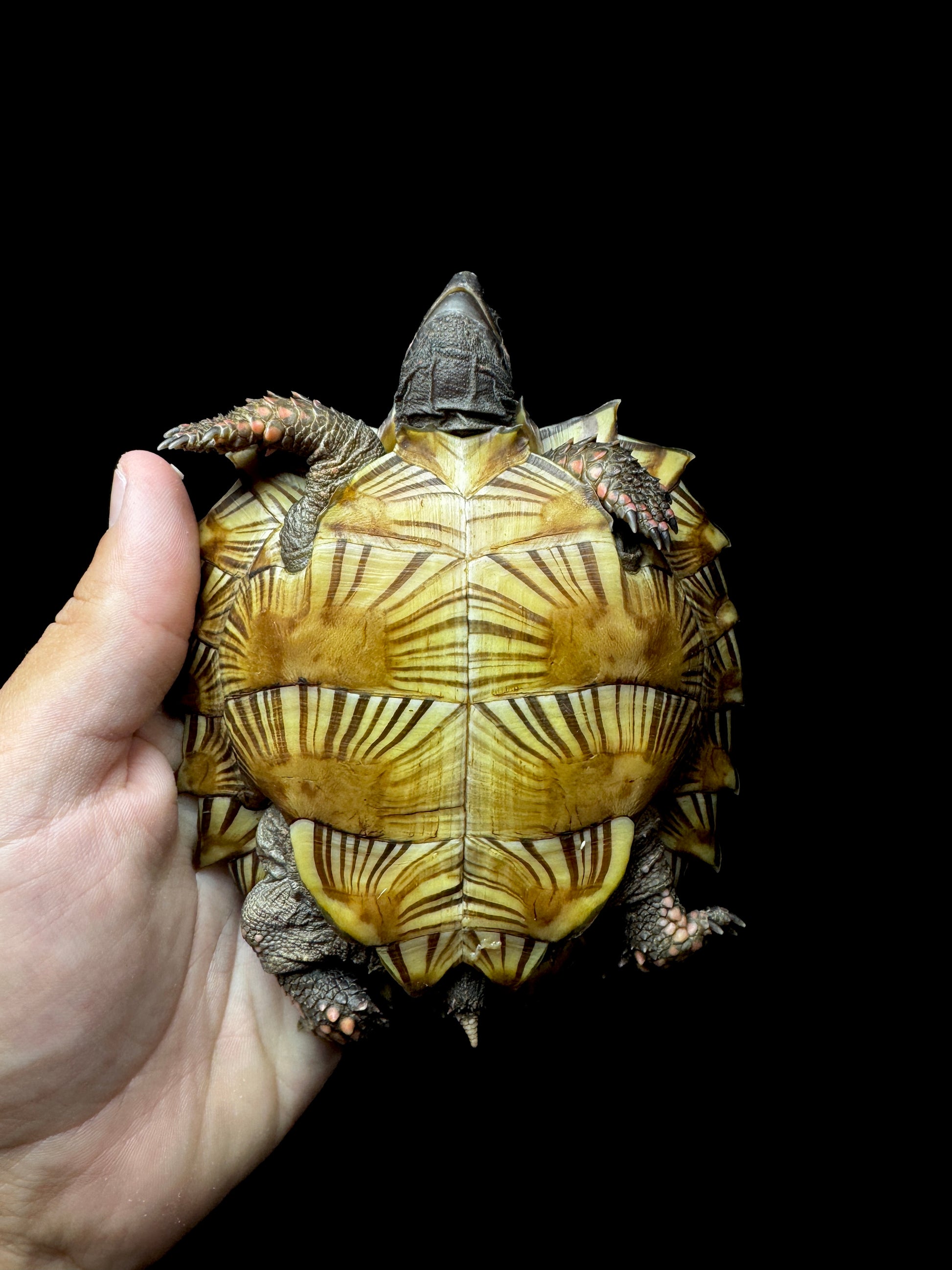 #4 Spiny Hill Turtle