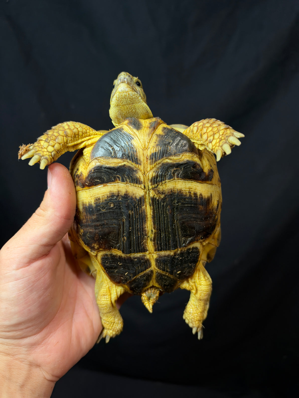 #3 Female Russian Tortoise