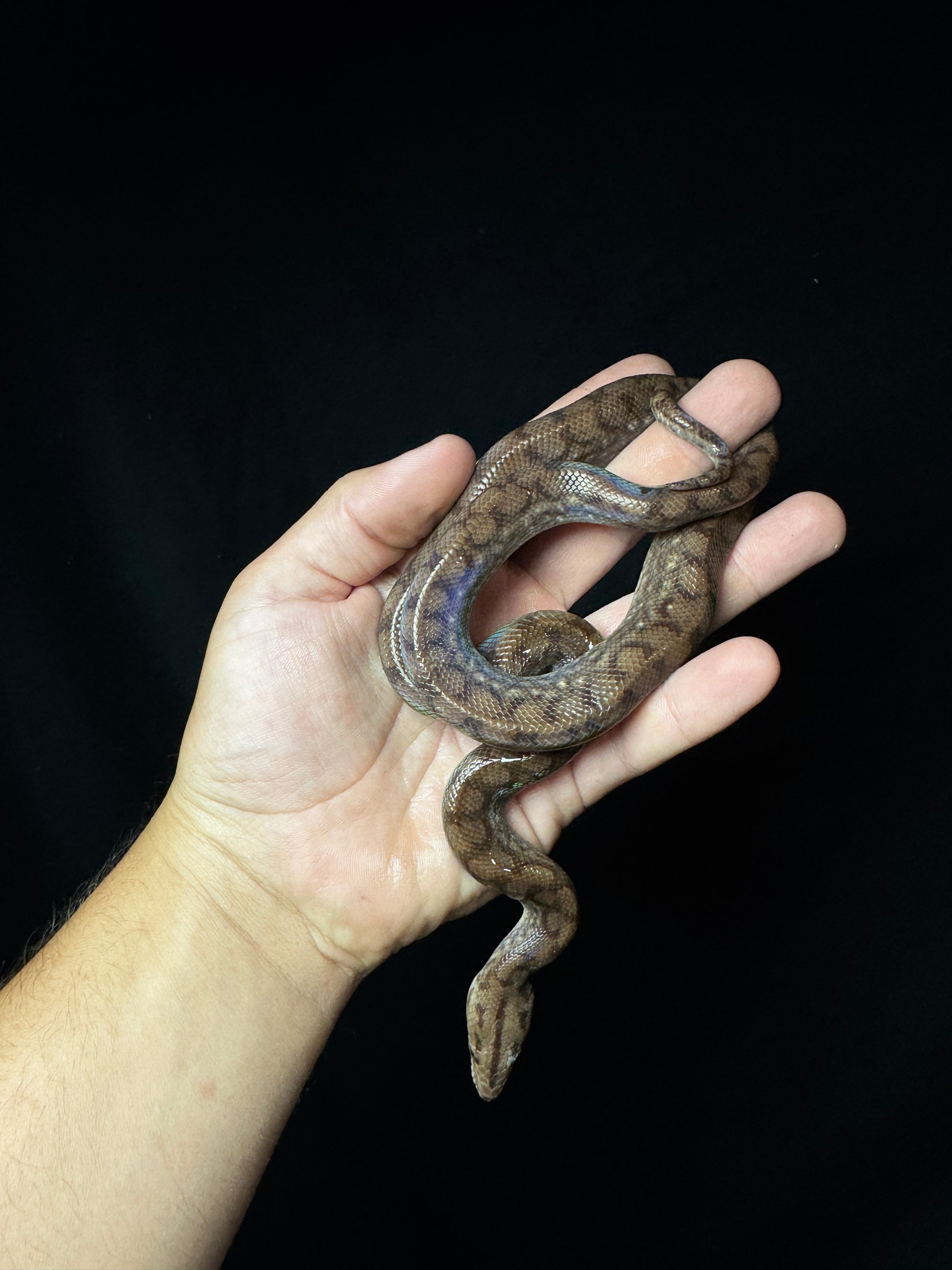 Juvenile Colombian Rainbiw Boa